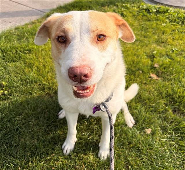 BINDI, Adoptable, Adult Female Labrador Retriever & Australian Cattle Dog / Blue Heeler.