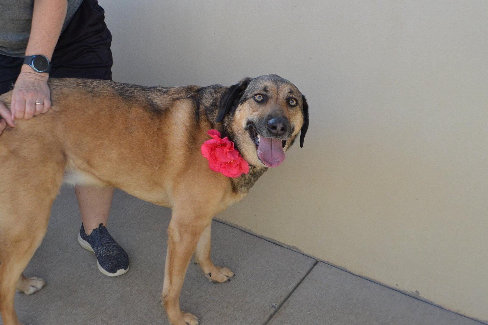 Enlarge Suki, a Adoptable Shepherd in McKinney, TX image 1/3