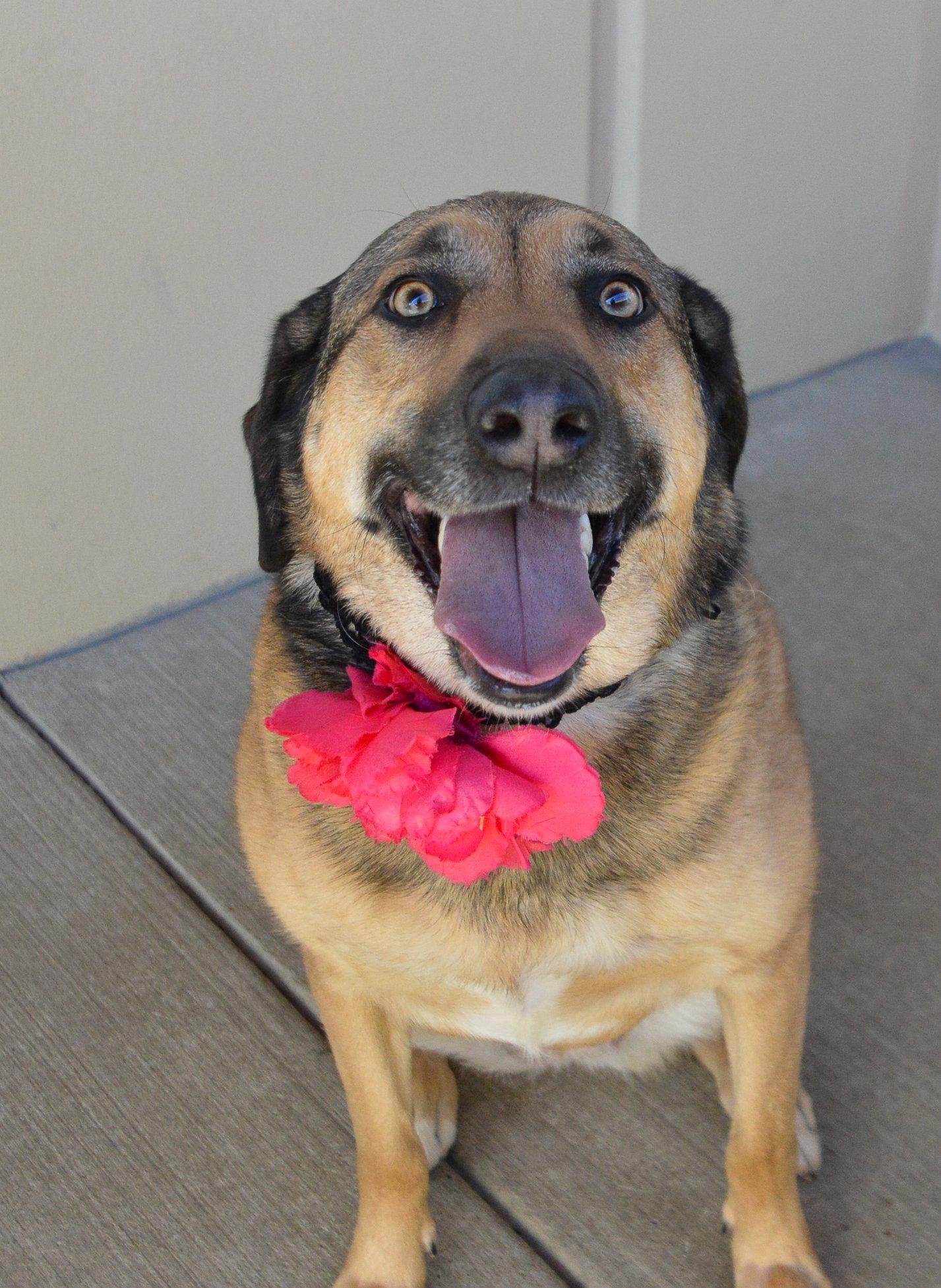 Enlarge Suki, a Adoptable Shepherd in McKinney, TX image 2/3