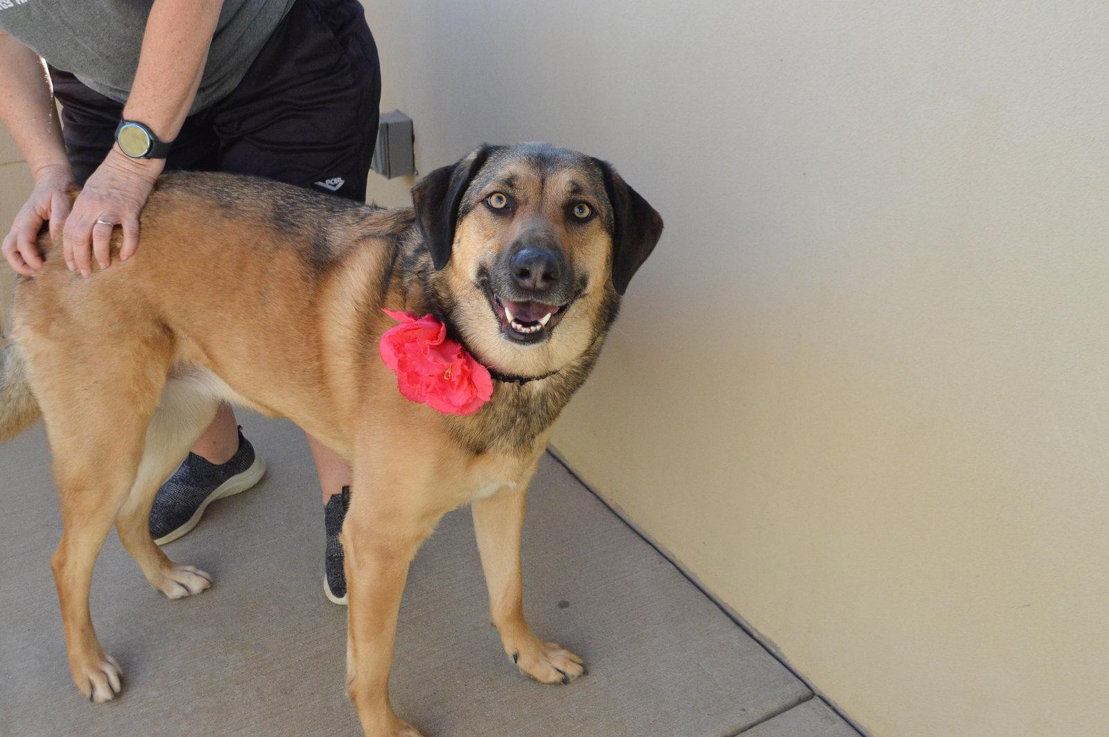 Enlarge Suki, a Adoptable Shepherd in McKinney, TX image 3/3