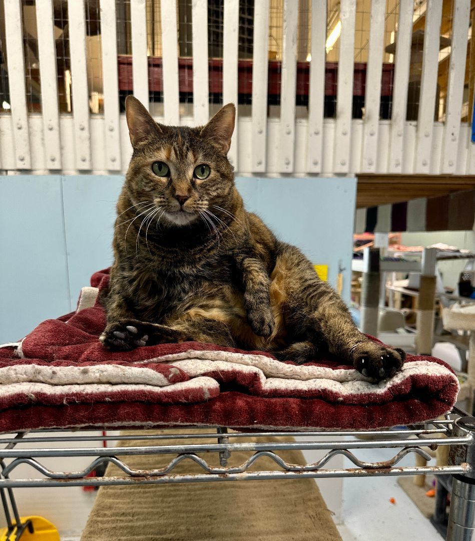 Enlarge Pat! Requires an Experienced Home!, a Adoptable mixed breed in Anchorage, AK image 8/12