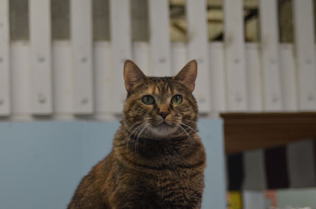 Pat! Requires an Experienced Home!, a Adoptable mixed breed in Anchorage, AK image 1/12