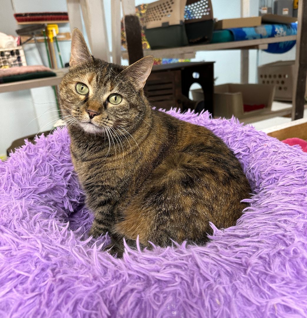 Enlarge Pat! Requires an Experienced Home!, a Adoptable mixed breed in Anchorage, AK image 9/12