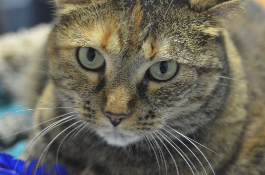 Enlarge Pat! Requires an Experienced Home!, a Adoptable mixed breed in Anchorage, AK image 10/12