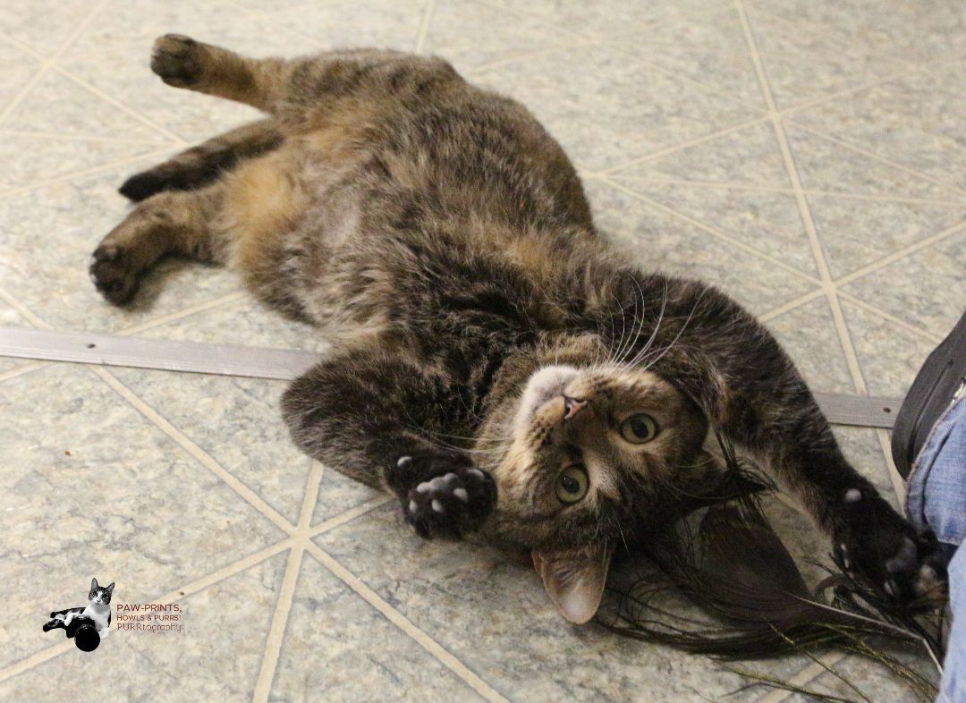 Enlarge Pat! Requires an Experienced Home!, a Adoptable mixed breed in Anchorage, AK image 11/12