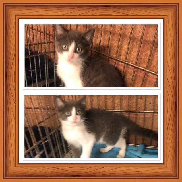 LONEY, ADOPTABLE, Kitten Male Domestic Short Hair.
