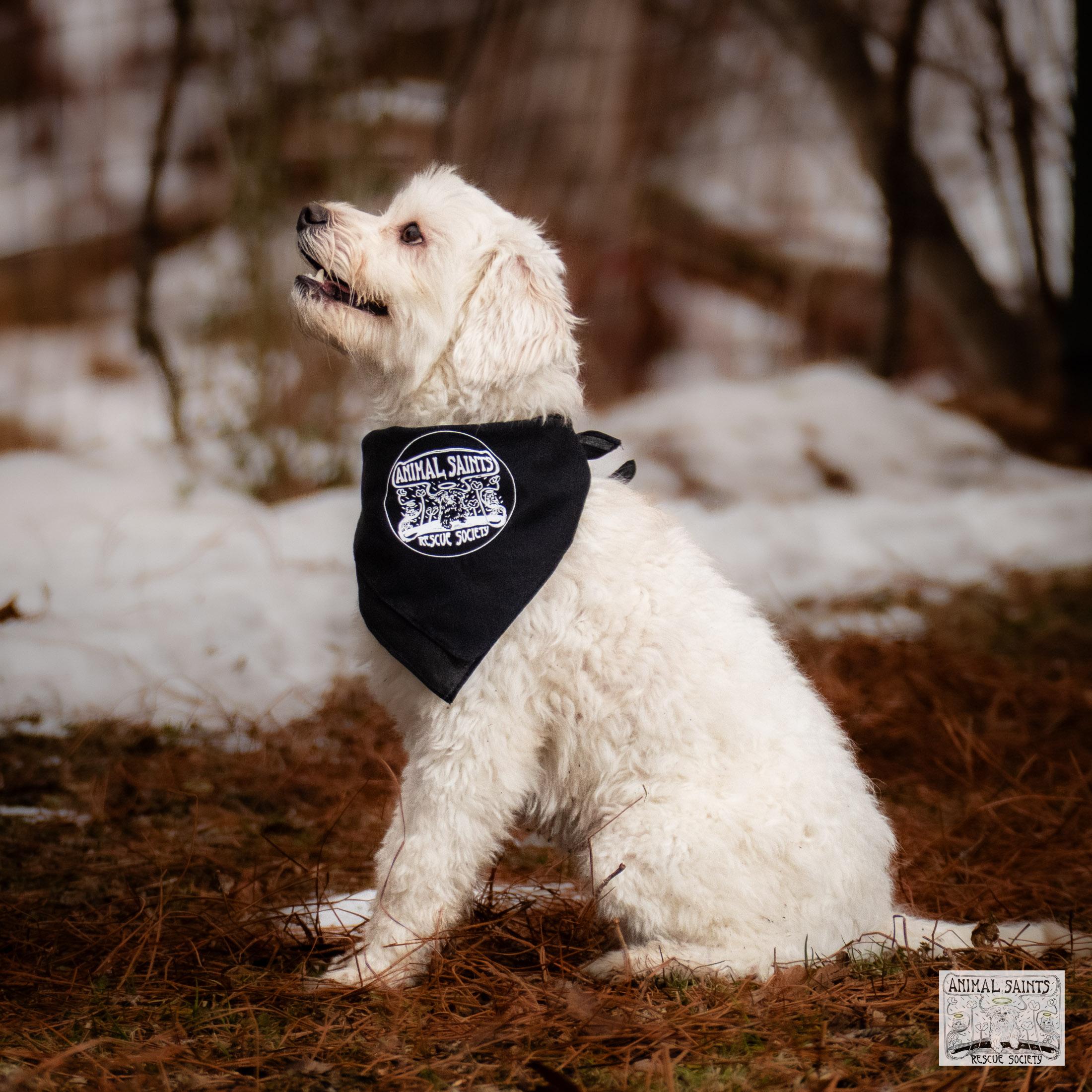 Enlarge Frankie, a Adoptable mixed breed in Fort Montgomery, NY image 3/6