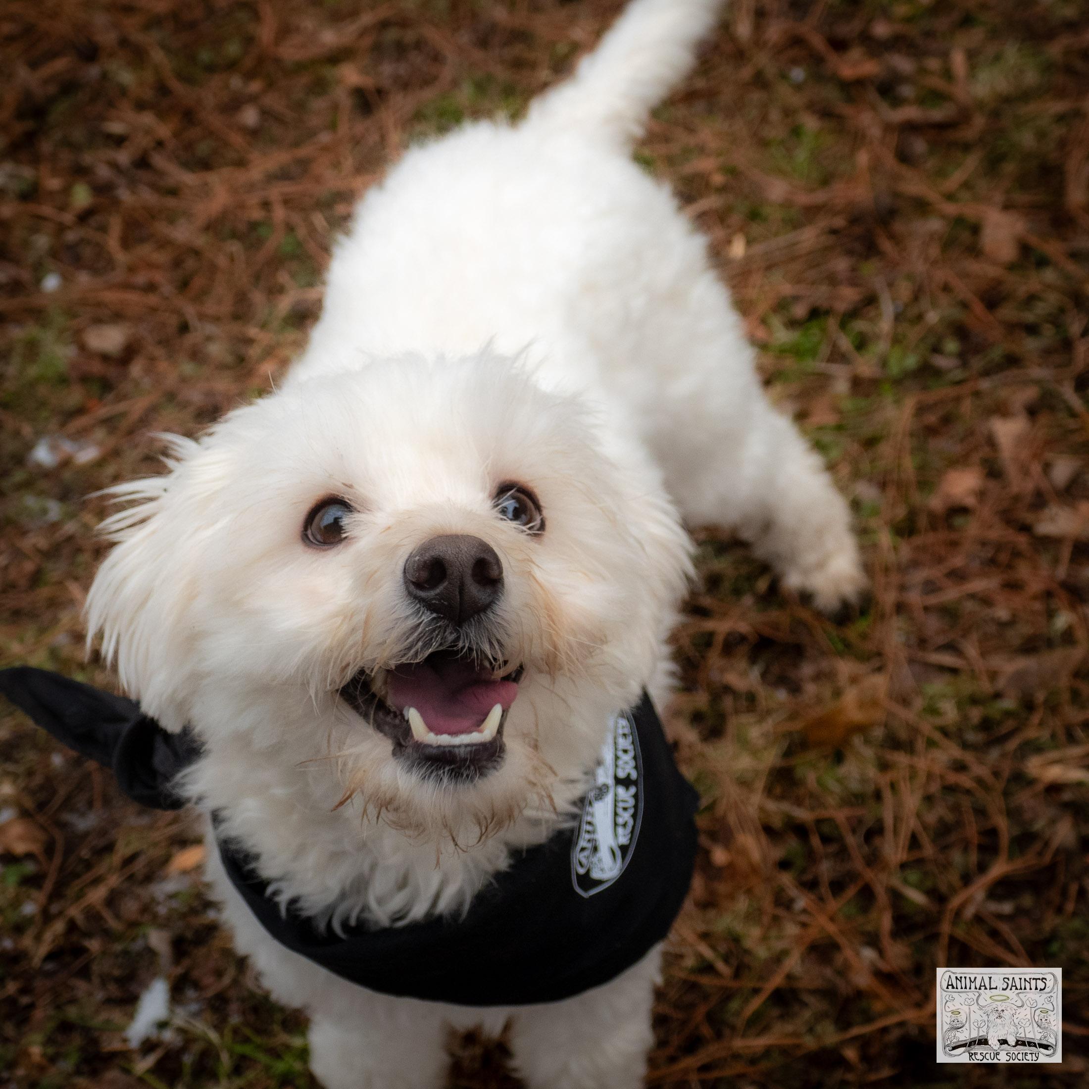 Enlarge Frankie, a Adoptable mixed breed in Fort Montgomery, NY image 4/6