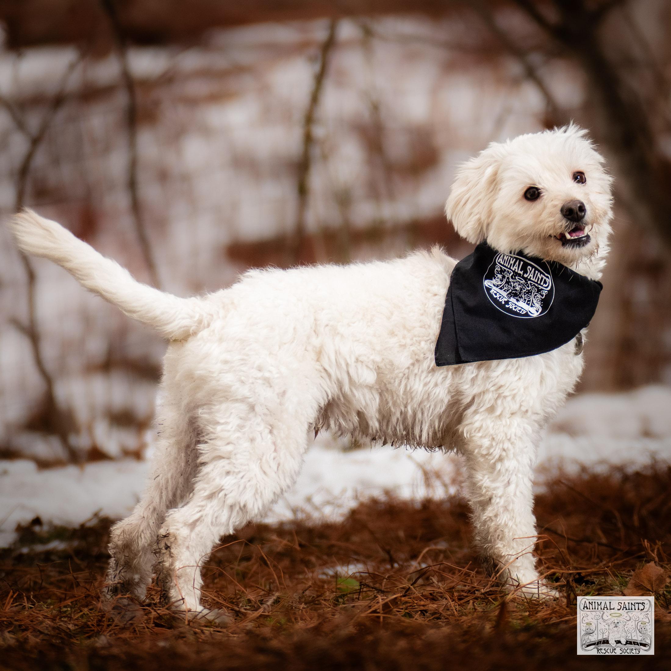 Enlarge Frankie, a Adoptable mixed breed in Fort Montgomery, NY image 2/6