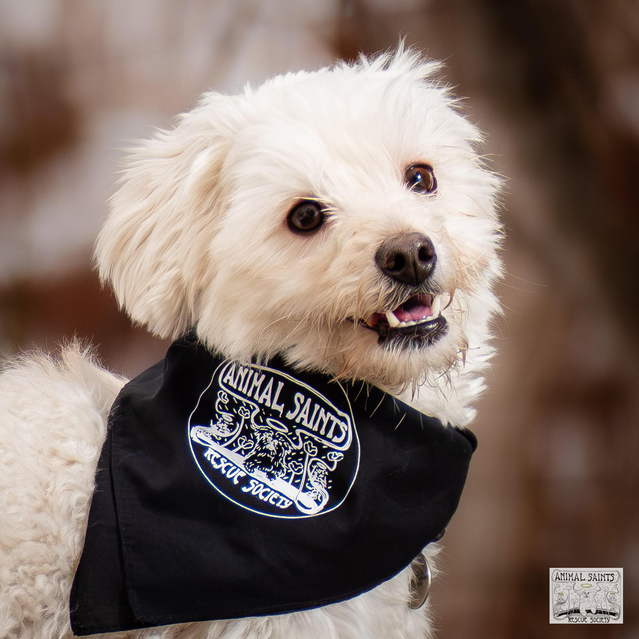 Frankie, Adoptable, Young Male Poodle & Maltese.