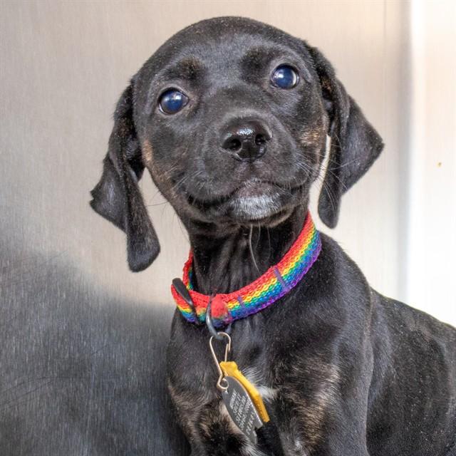 Enlarge WILLOW, a Adoptable mixed breed in Saint Louis, MO image 1/1