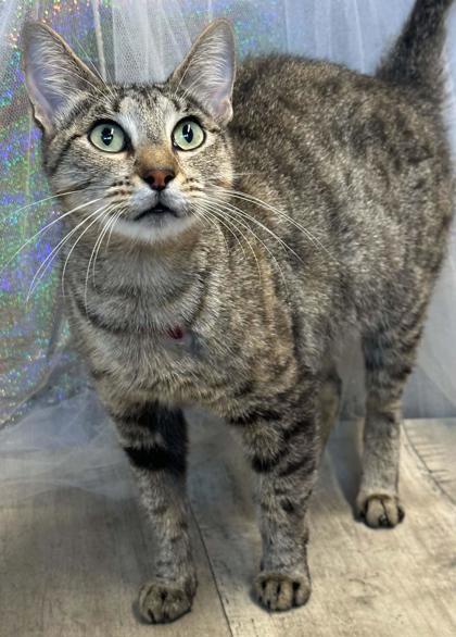 Caboodle, Adoptable, Young Female Domestic Short Hair & Domestic Short Hair.