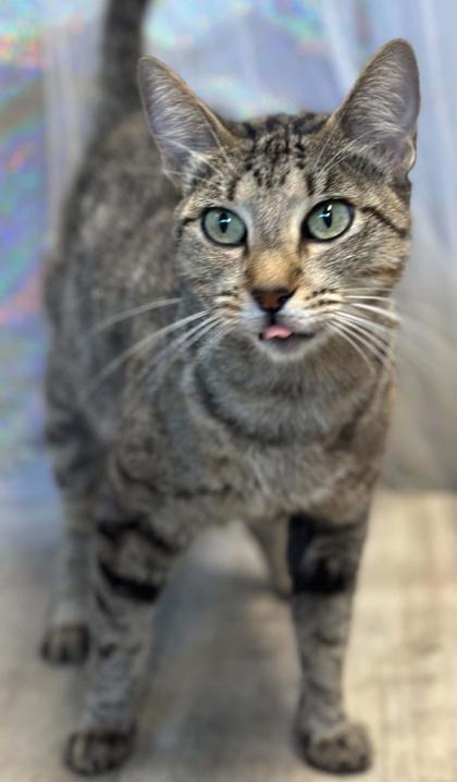 Enlarge Caboodle, a Adoptable mixed breed in Shreveport, LA image 2/3