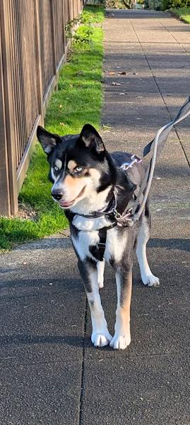Cliff, ADOPTABLE, Adult Male Husky & German Shepherd Dog.