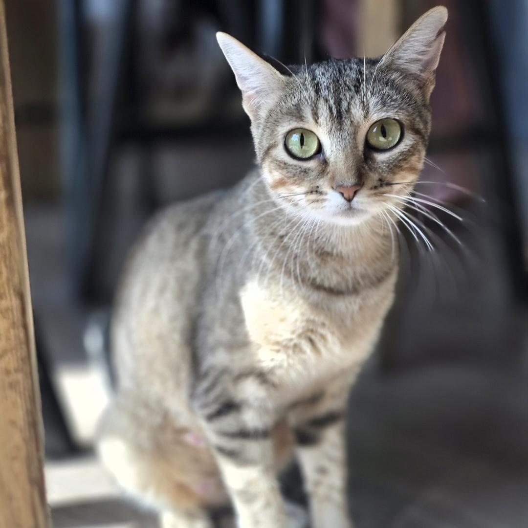 MJ, Adoptable, Kitten Female Domestic Short Hair.