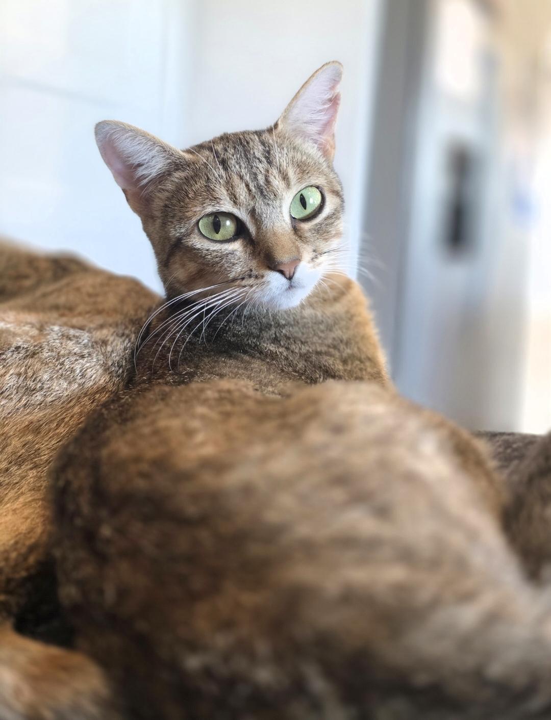 Enlarge MJ, a Adoptable Domestic Short Hair in Lincoln, NE image 3/6