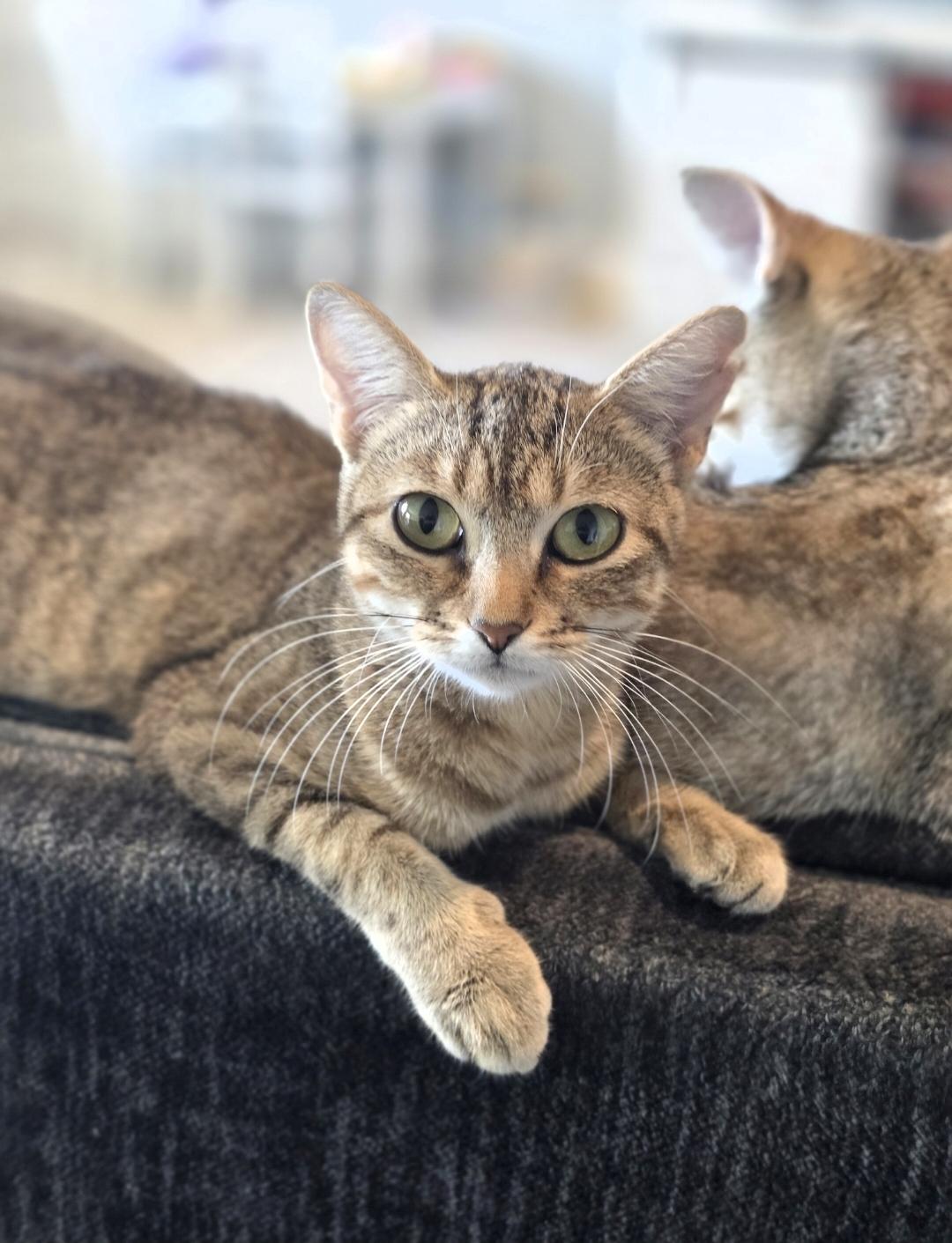 Enlarge MJ, a Adoptable Domestic Short Hair in Lincoln, NE image 5/6