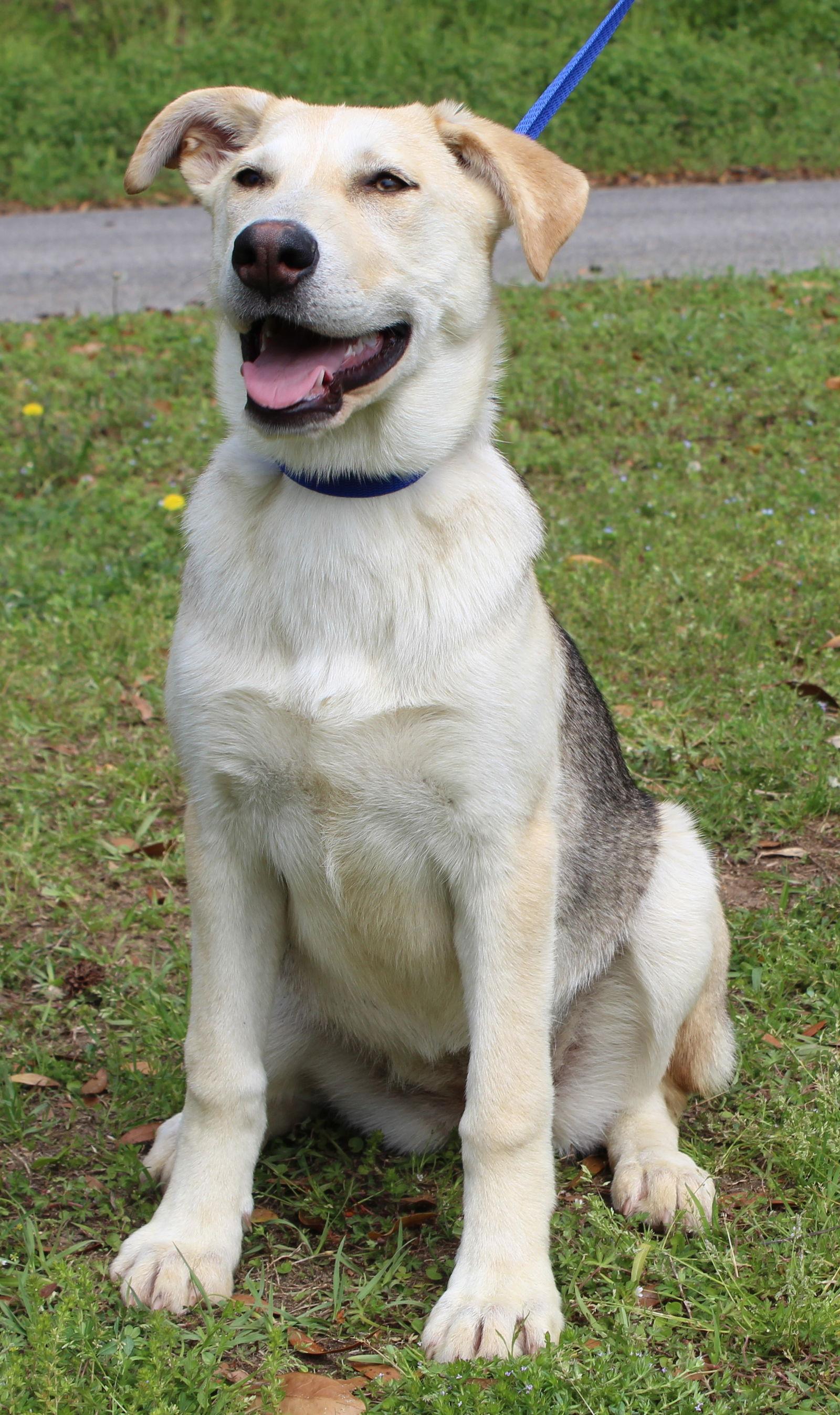 Millie 43304, Adoptable, Young Female German Shepherd Dog & Husky.