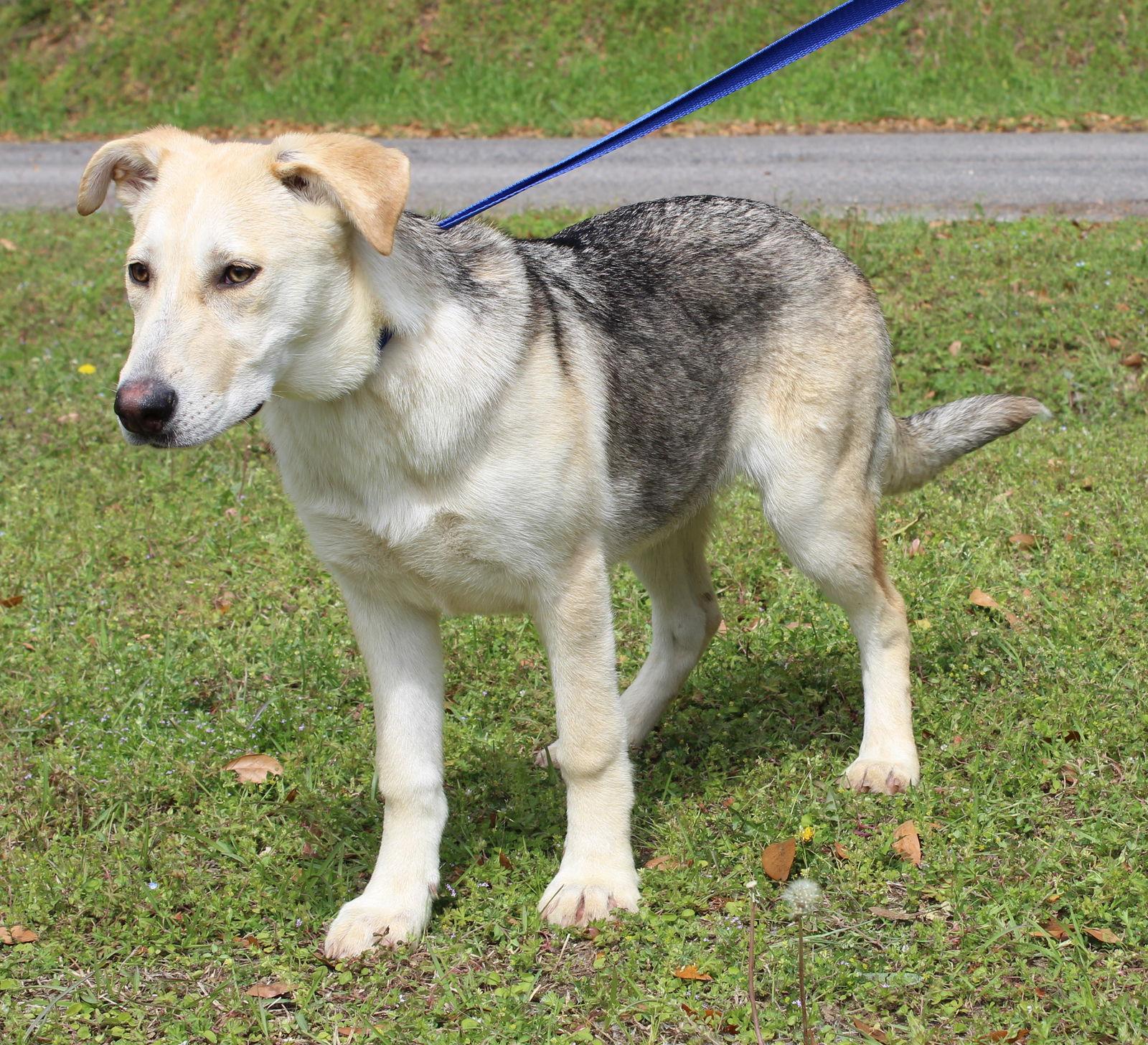 Enlarge Millie 43304, a Adoptable mixed breed in Prattville, AL image 2/3