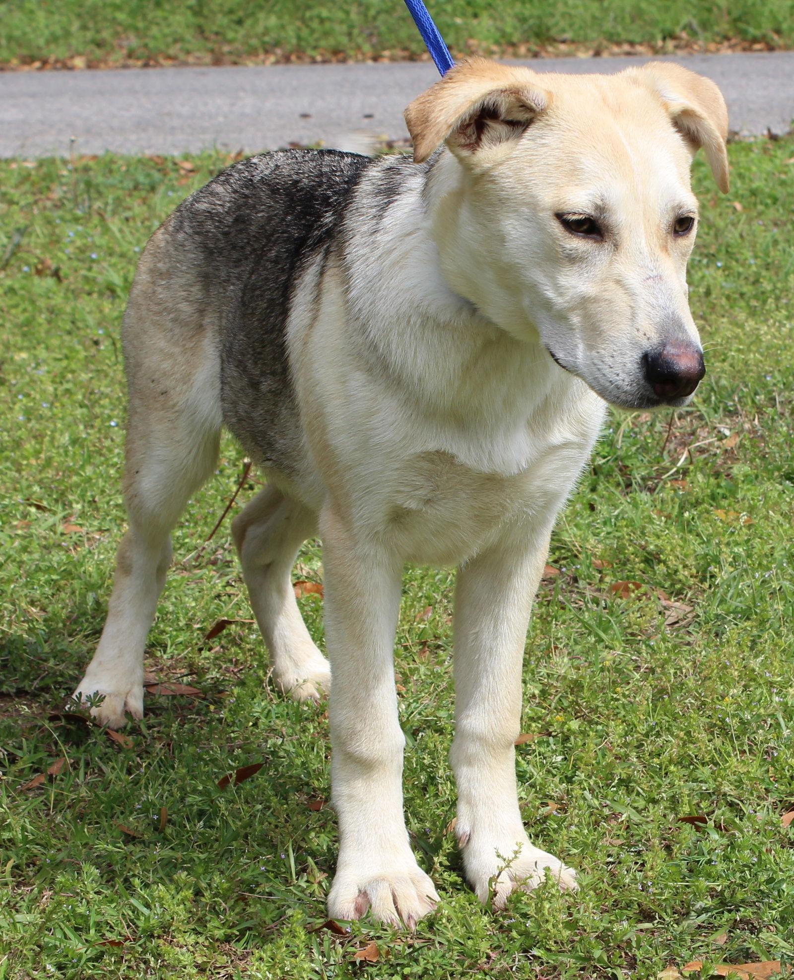 Enlarge Millie 43304, a Adoptable mixed breed in Prattville, AL image 3/3