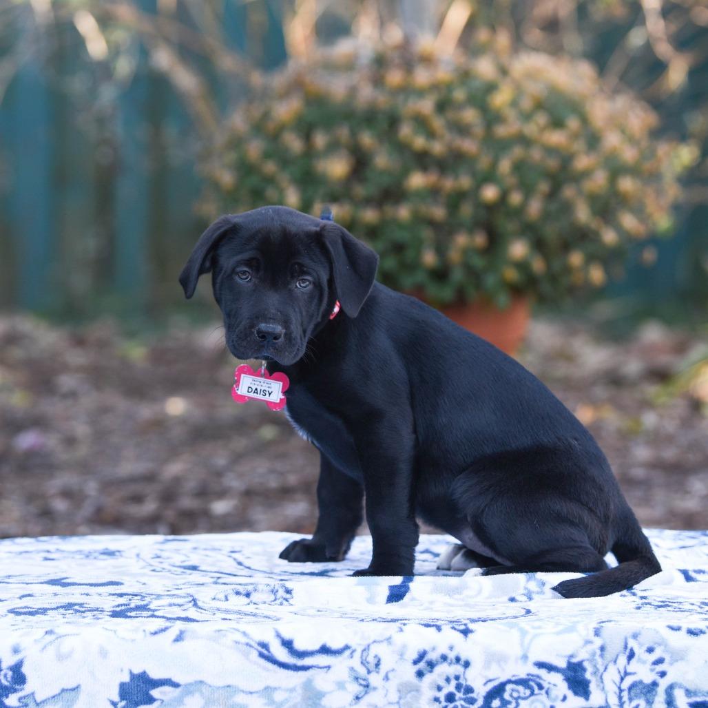 Daisy, Adoptable, Puppy Female Black Labrador Retriever.