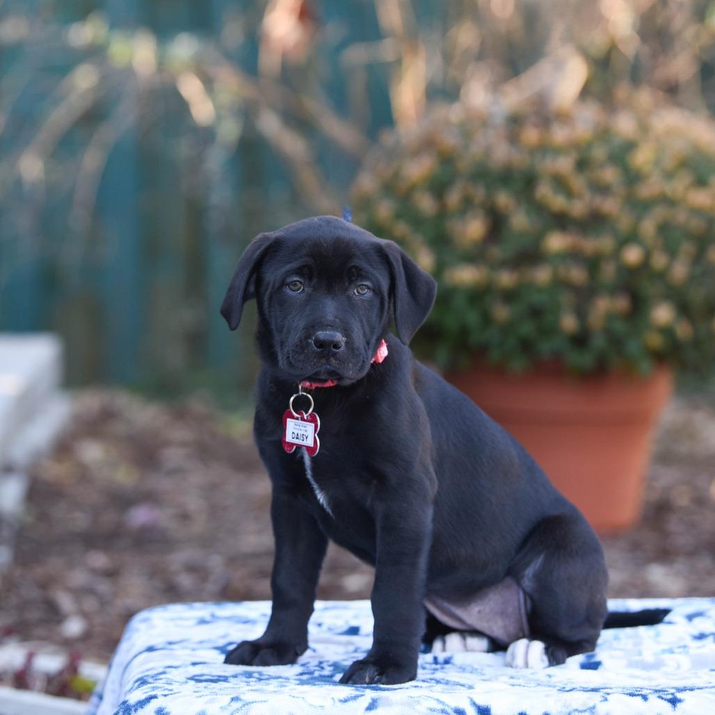 Enlarge Daisy, a Adoptable mixed breed in Wake Forest, NC image 2/4