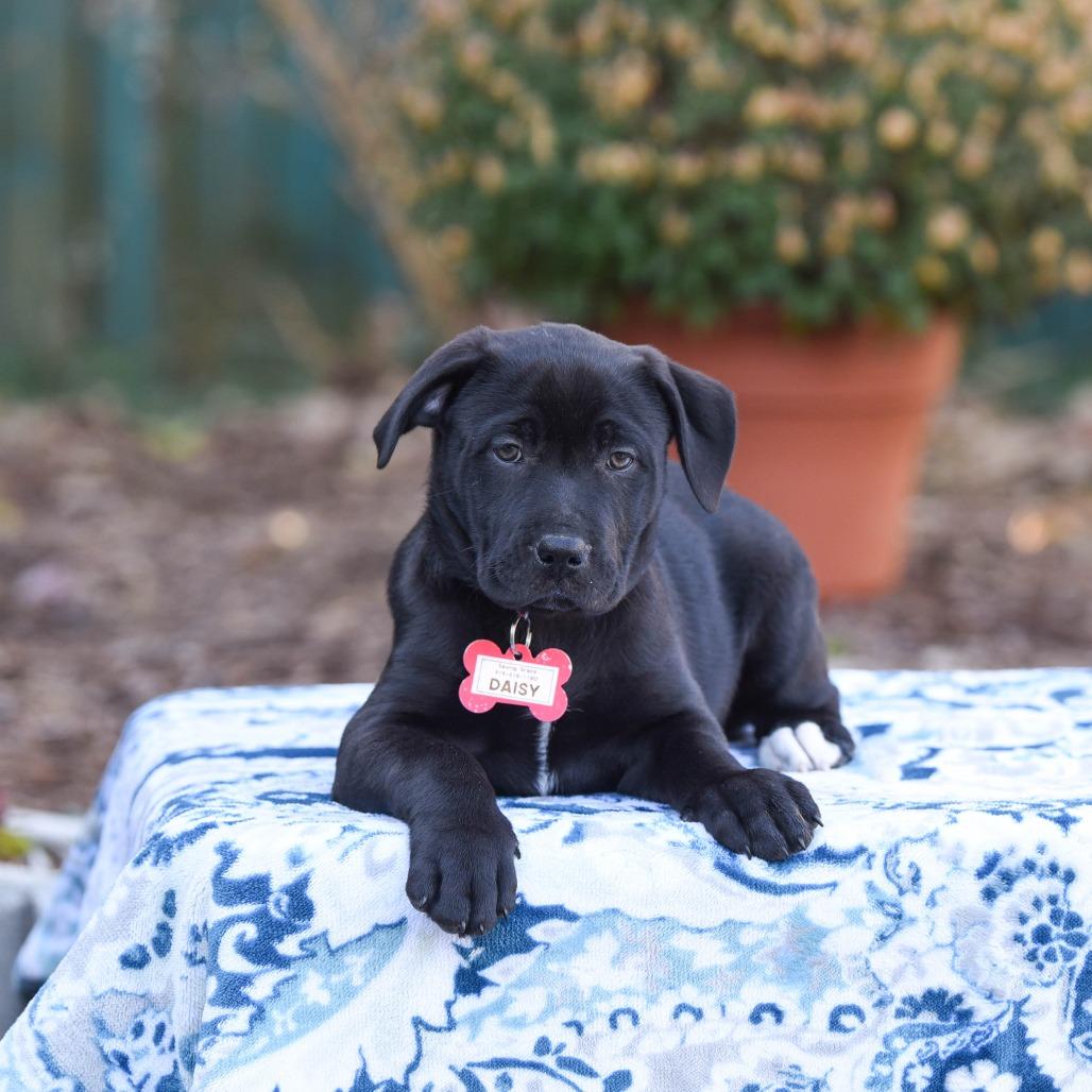 Enlarge Daisy, a Adoptable mixed breed in Wake Forest, NC image 4/4