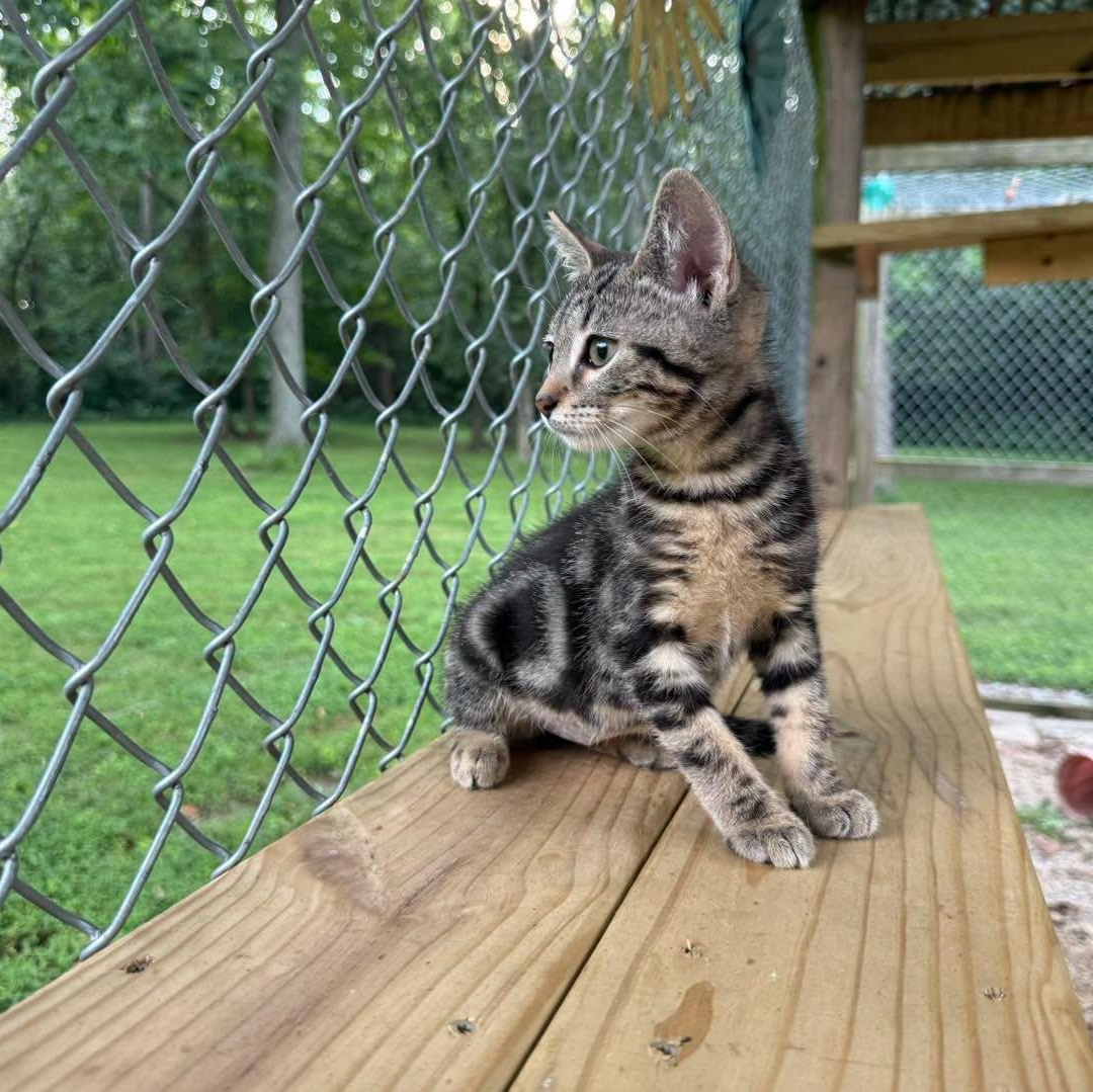 Jenny, Adopted, Kitten Female Tabby.
