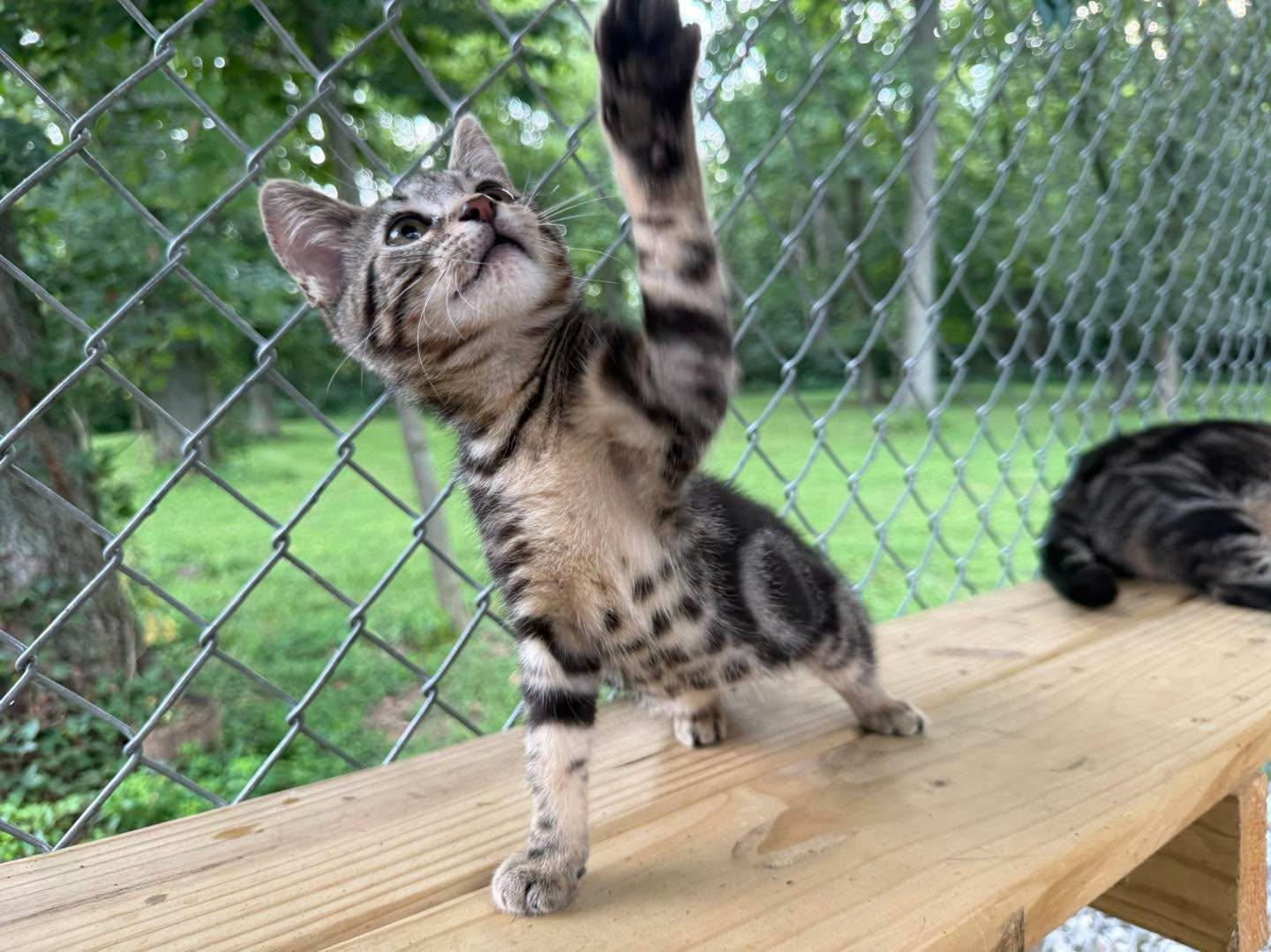 Enlarge Jenny, a Adopted Tabby in Richmond Dale, OH image 2/5