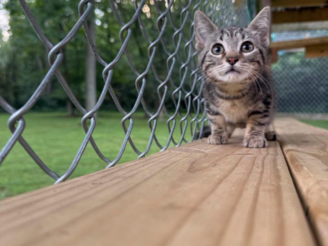 Enlarge Jenny, a Adopted Tabby in Richmond Dale, OH image 3/5