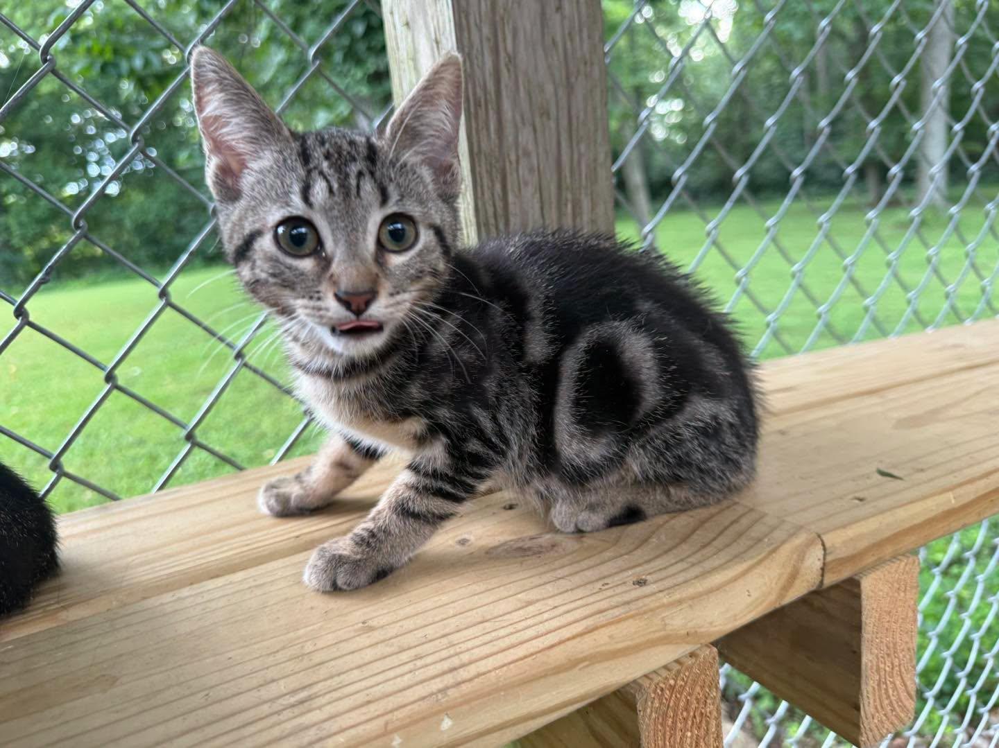 Enlarge Jenny, a Adopted Tabby in Richmond Dale, OH image 5/5