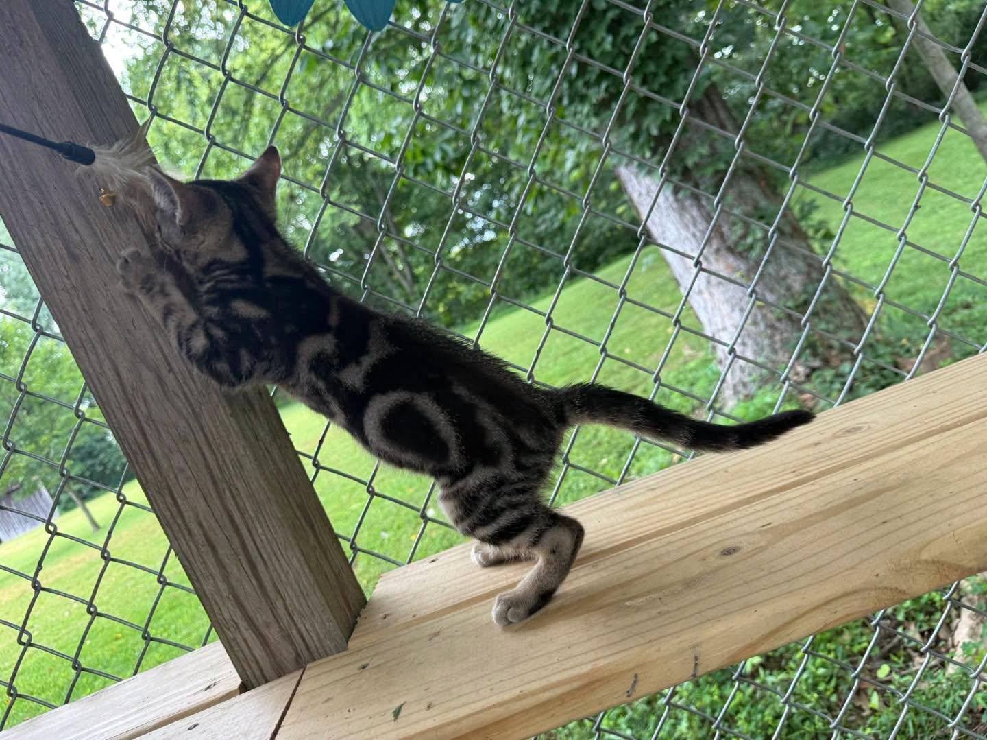 Enlarge Jenny, a Adopted Tabby in Richmond Dale, OH image 4/5
