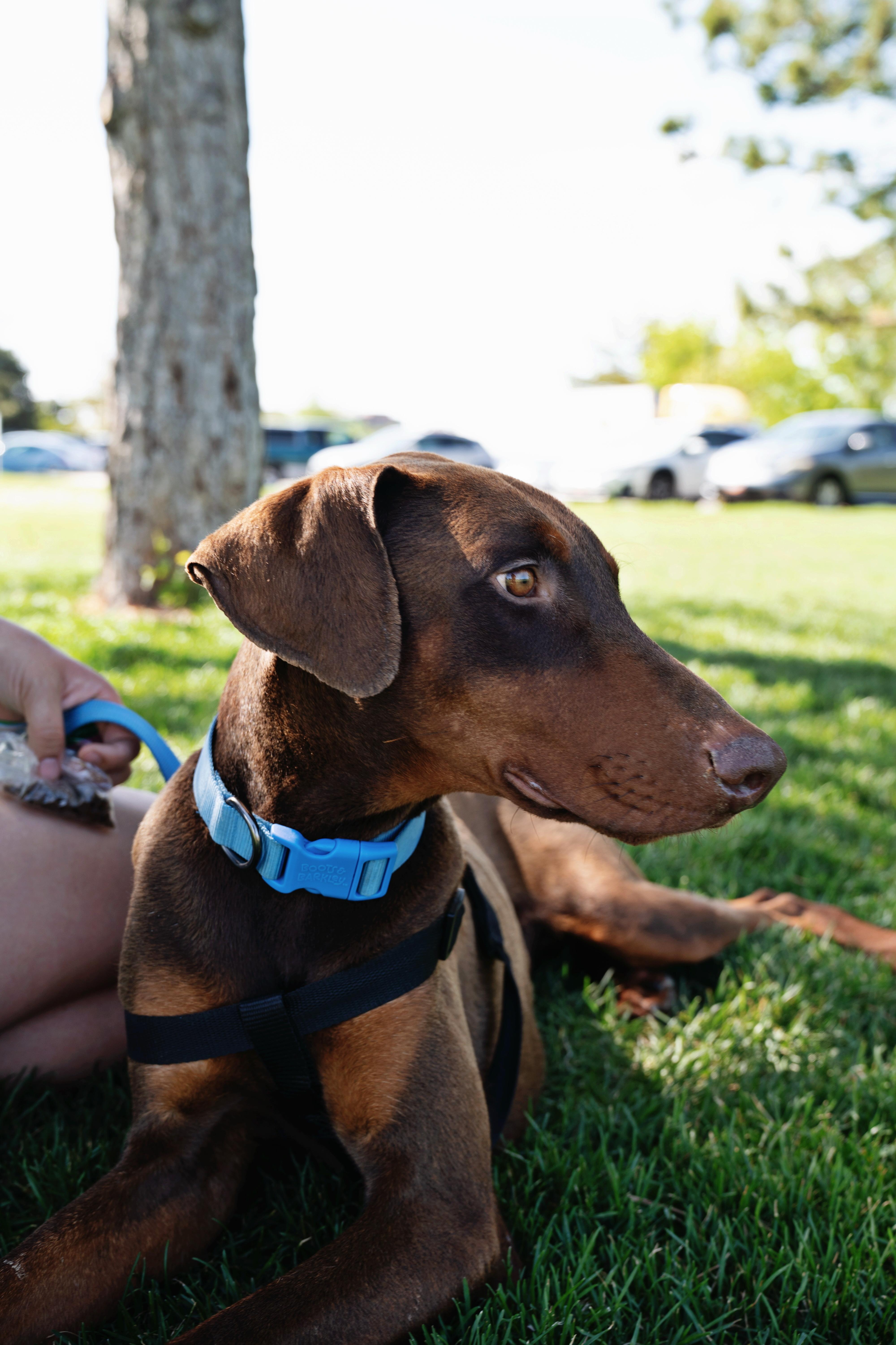 Enlarge Enzo, a Adopted Doberman Pinscher in salt lake city, UT image 4/6