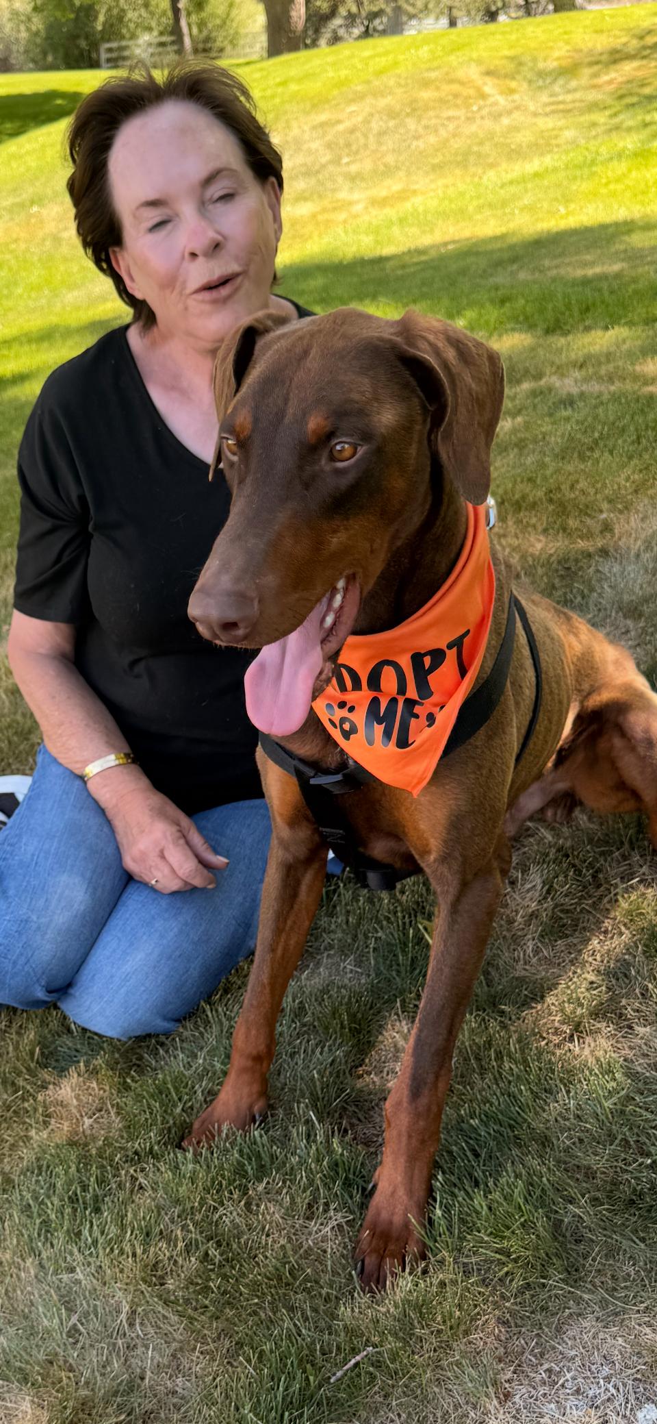 Enlarge Enzo, a Adopted Doberman Pinscher in salt lake city, UT image 6/6