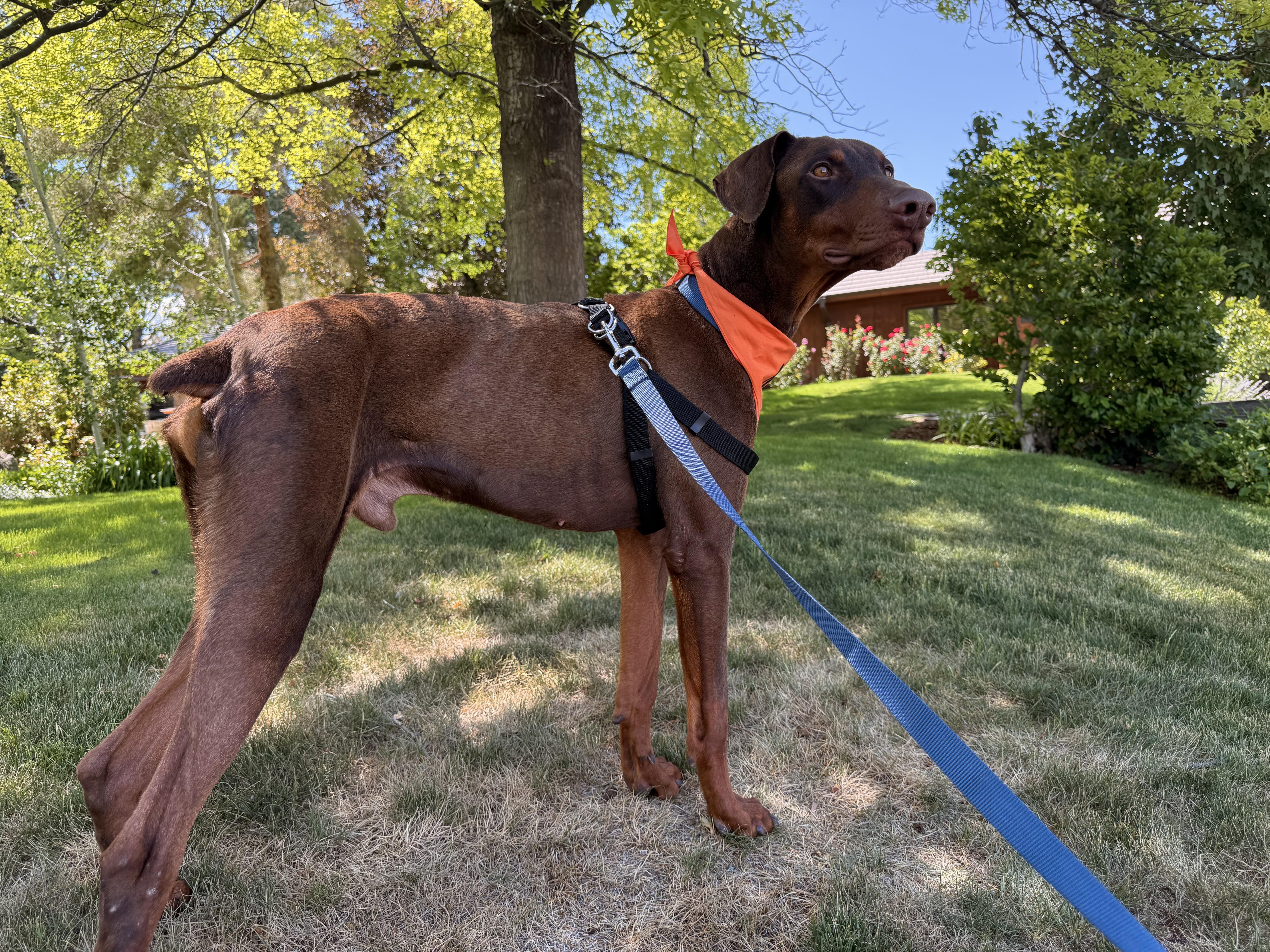 Enlarge Enzo, a Adopted Doberman Pinscher in salt lake city, UT image 2/6