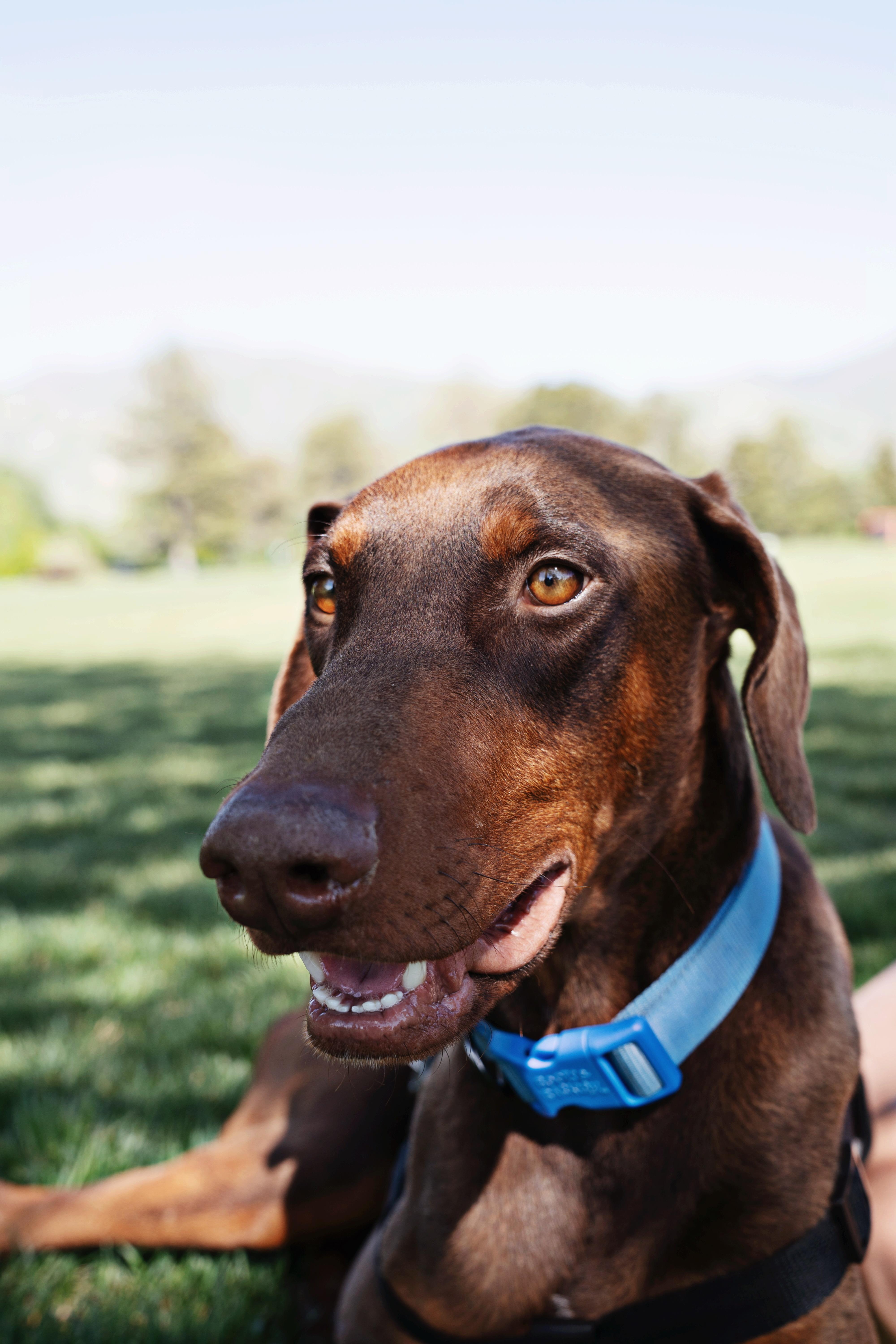 Enzo, Adopted, Adult Male Doberman Pinscher.