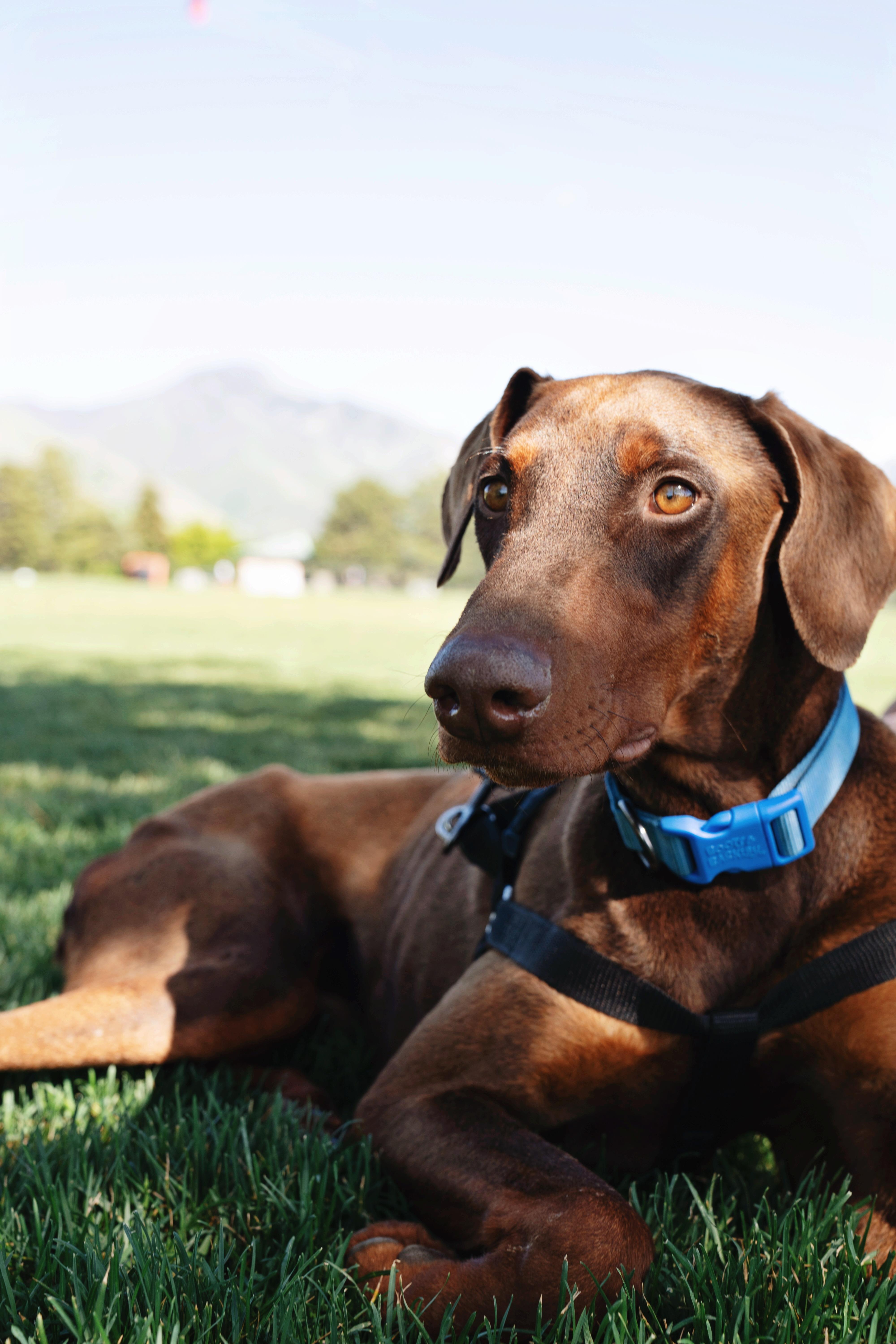 Enlarge Enzo, a Adopted Doberman Pinscher in salt lake city, UT image 3/6