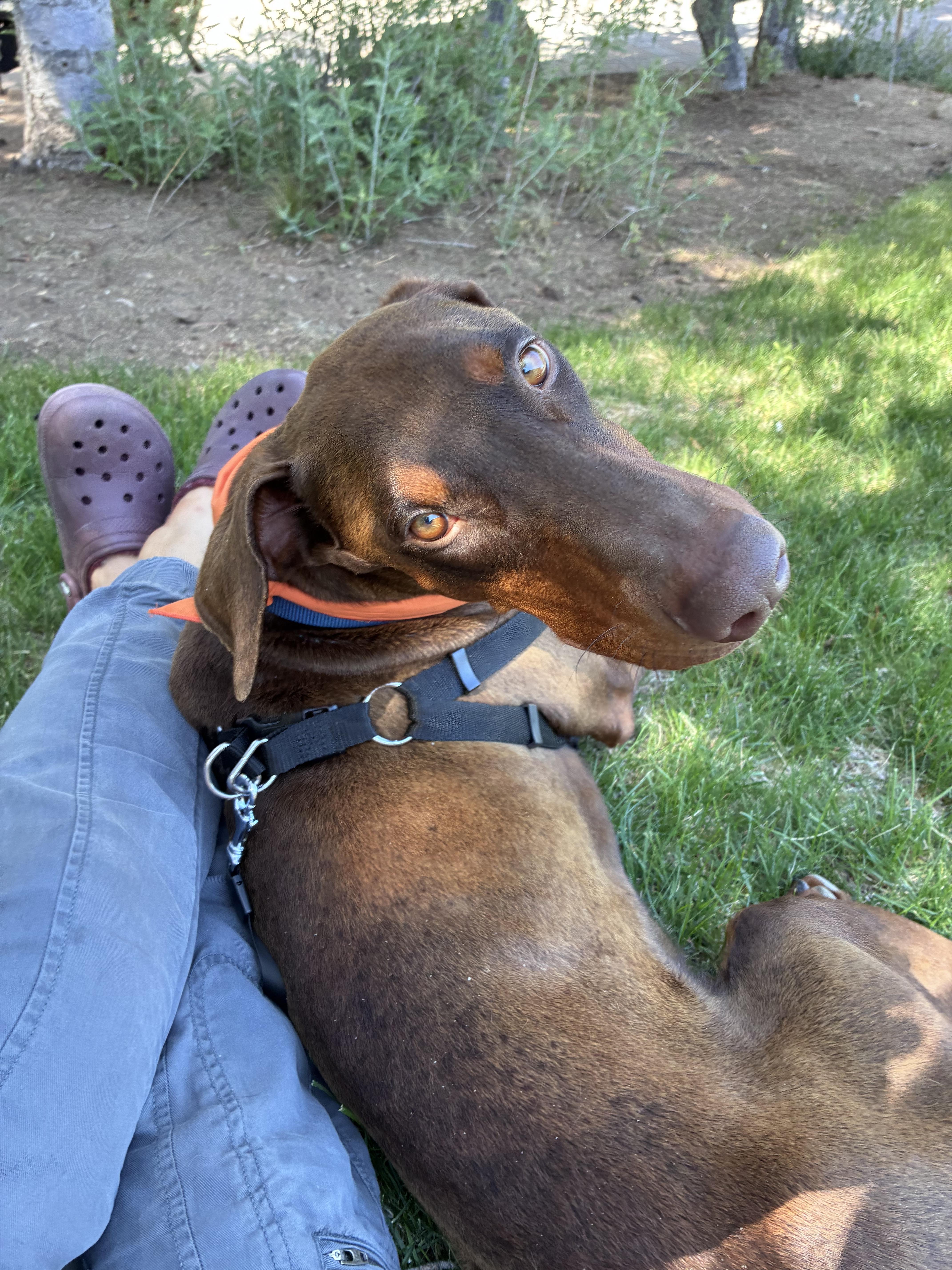 Enlarge Enzo, a Adopted Doberman Pinscher in salt lake city, UT image 5/6