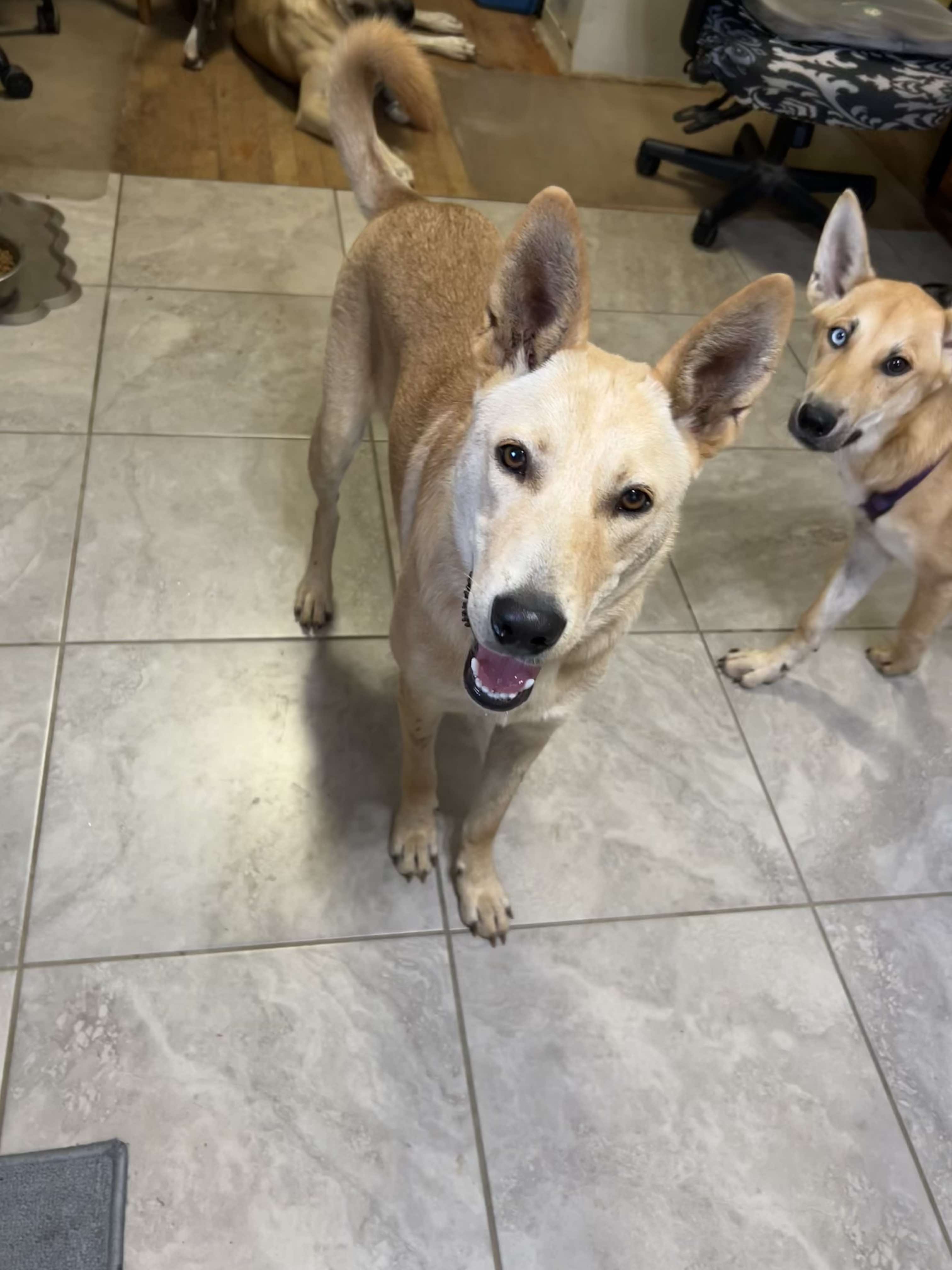 Enlarge Maxx, a Adopted Carolina Dog in Willoughby, OH image 2/4