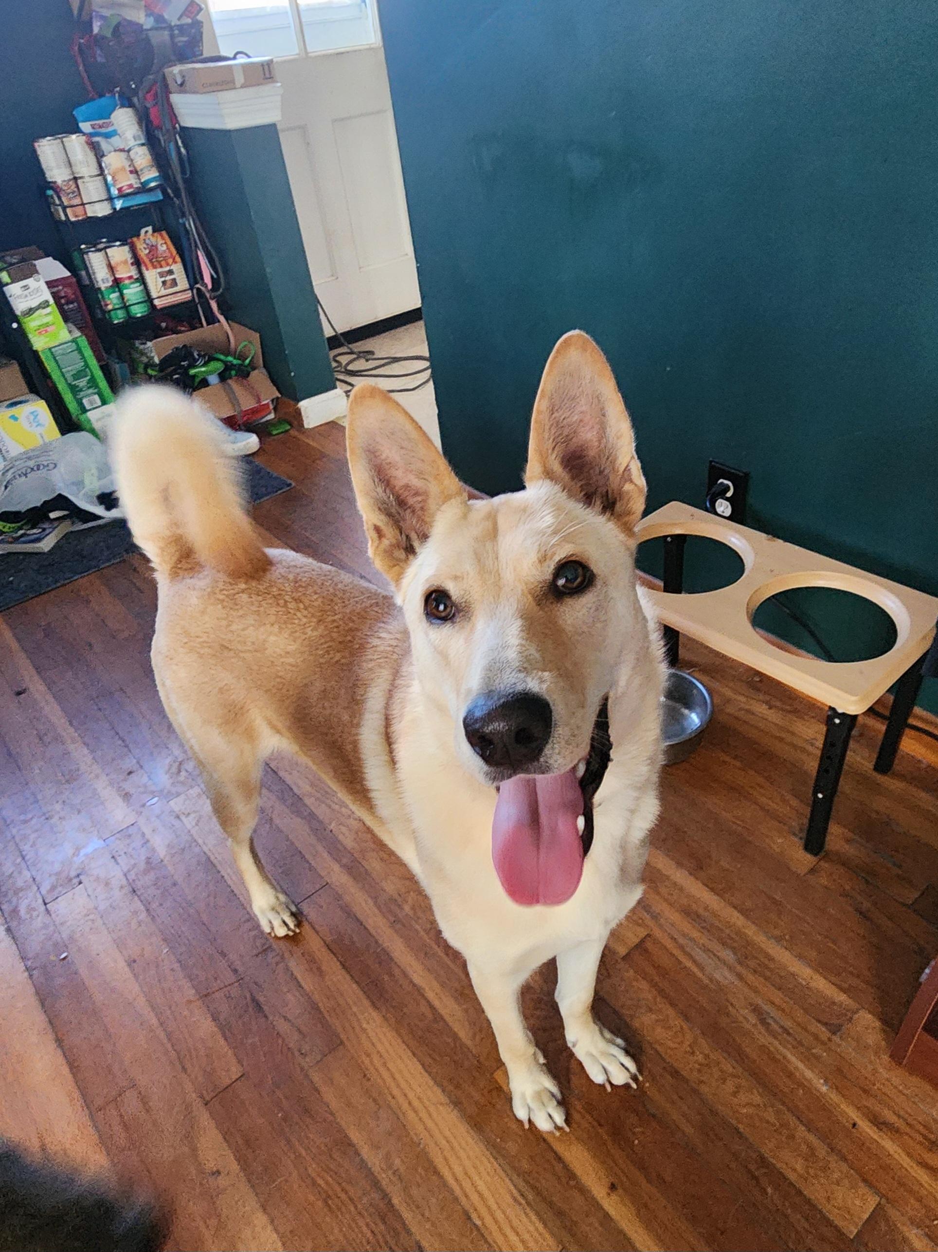 Maxx, Adopted, Young Male Carolina Dog.