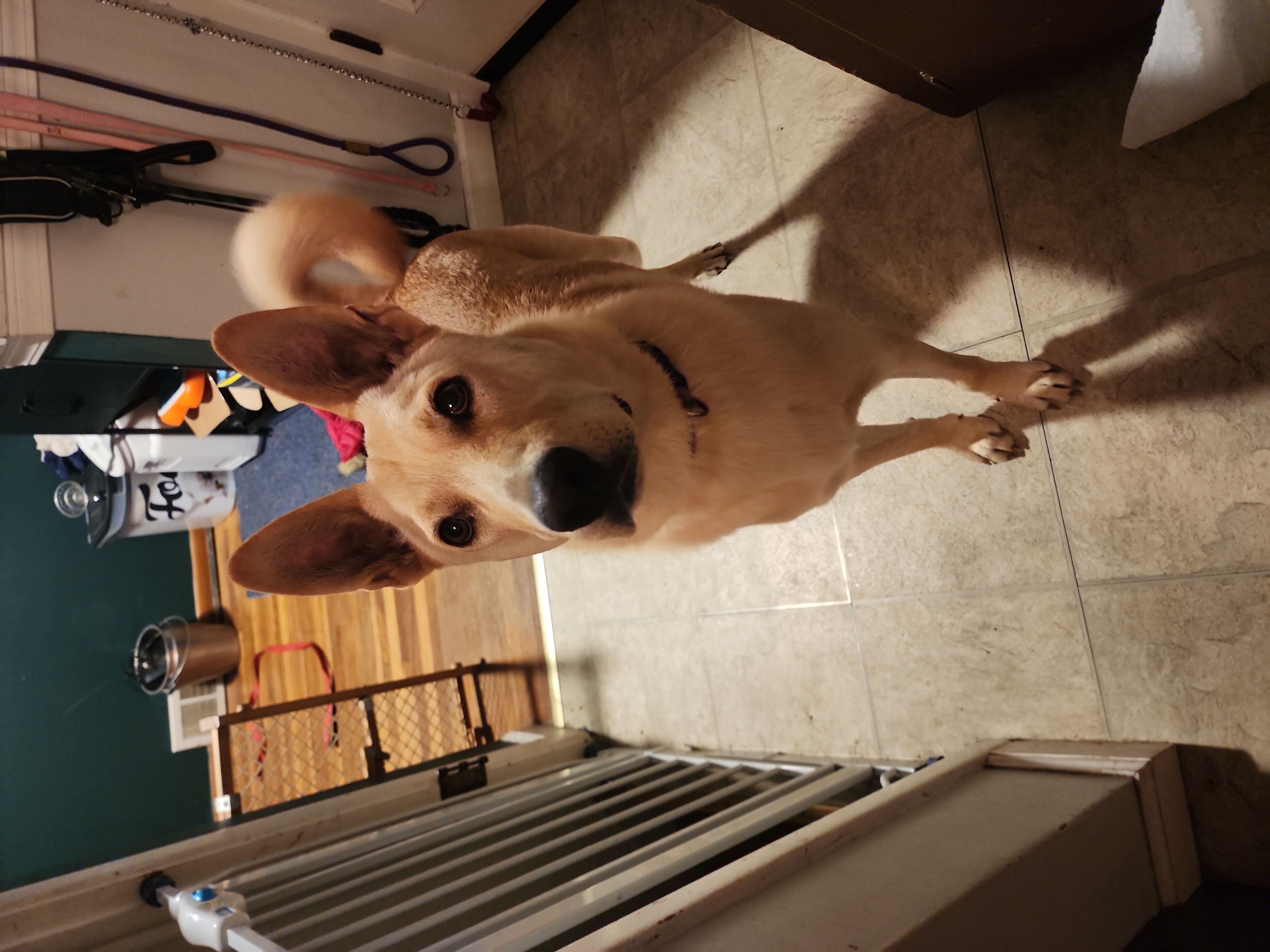 Enlarge Maxx, a Adopted Carolina Dog in Willoughby, OH image 4/4