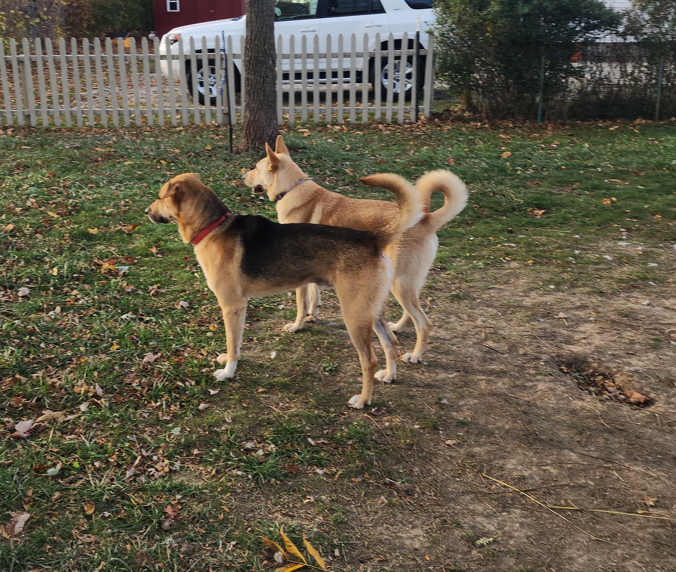 Enlarge Maxx, a Adopted Carolina Dog in Willoughby, OH image 3/4