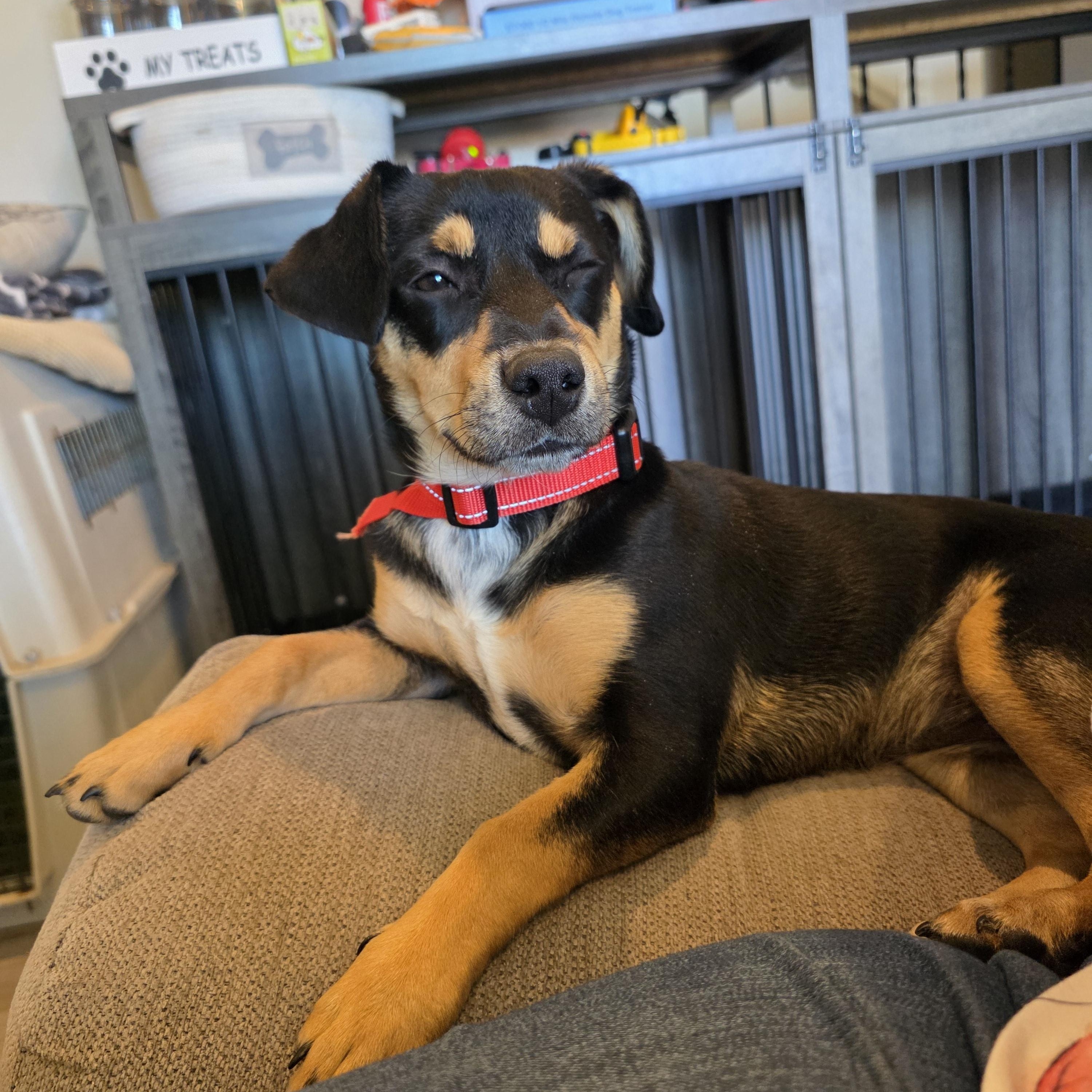 Saffron aka Saffy, a ADOPTABLE mixed breed in Tucson, AZ image 5/5