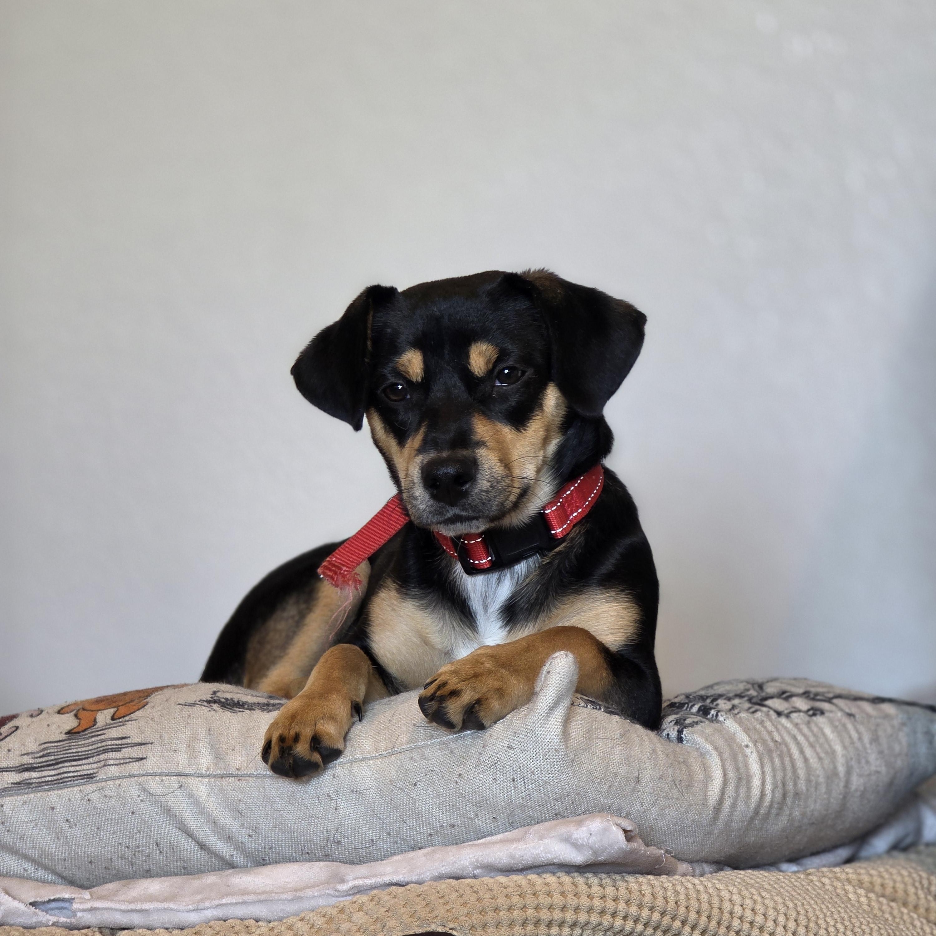 Saffron aka Saffy, a ADOPTABLE mixed breed in Tucson, AZ image 4/5