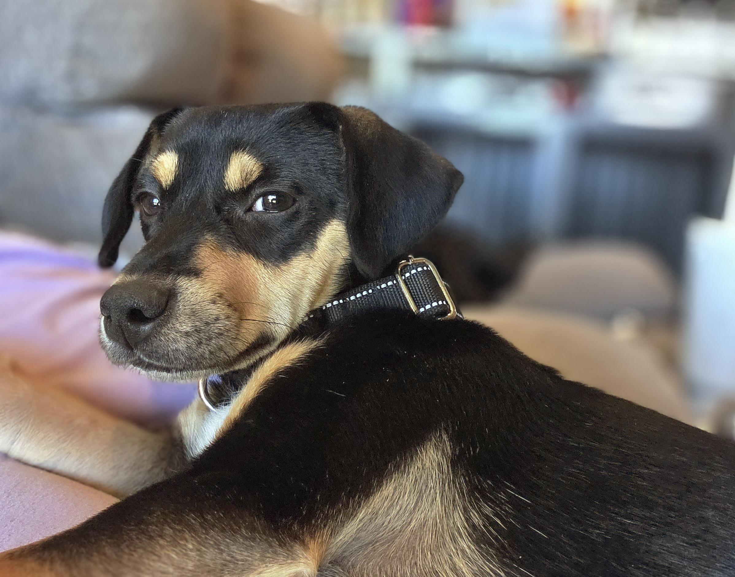 Saffron aka Saffy, a ADOPTABLE mixed breed in Tucson, AZ image 2/5