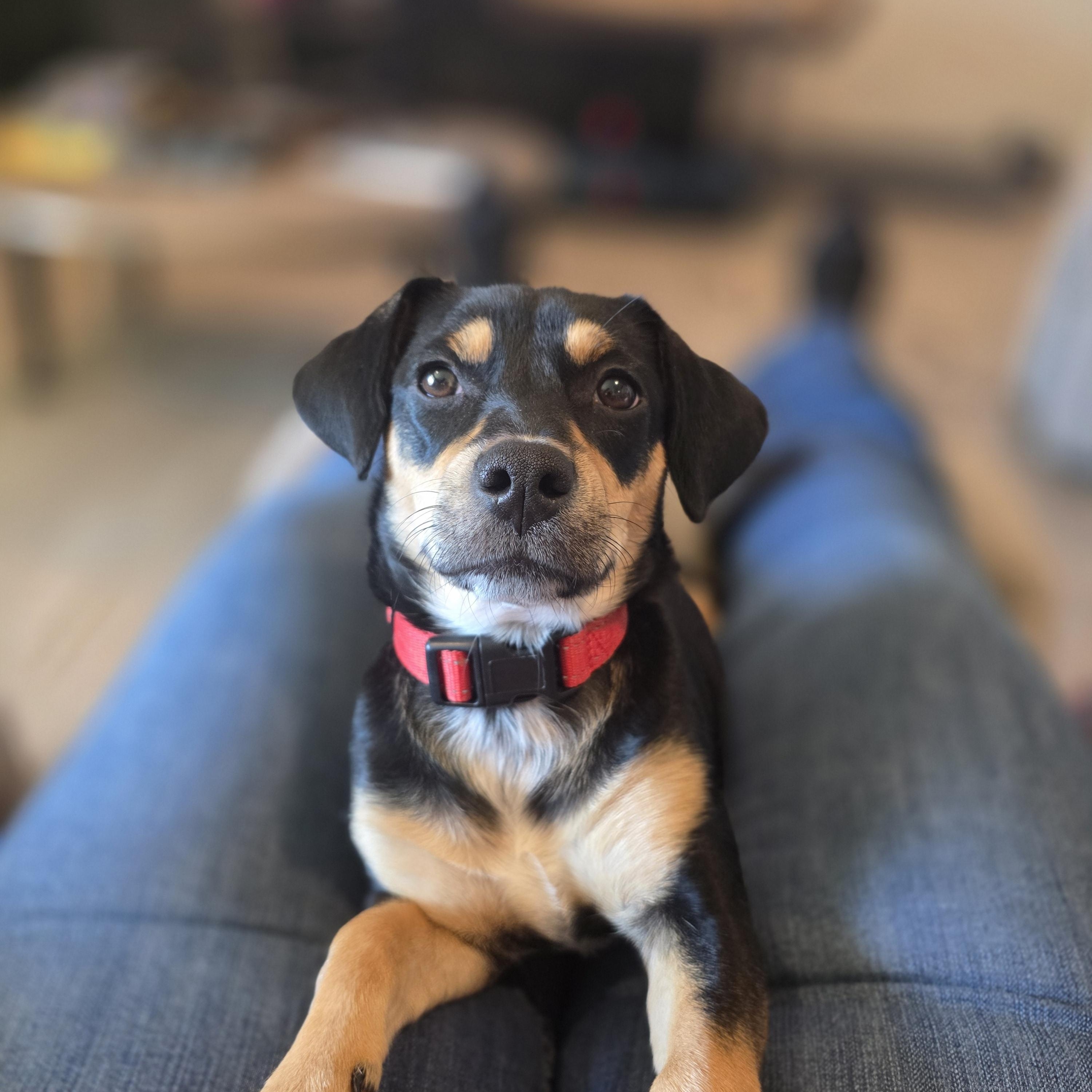 Saffron aka Saffy, ADOPTABLE, Young Female Dachshund & Chihuahua.