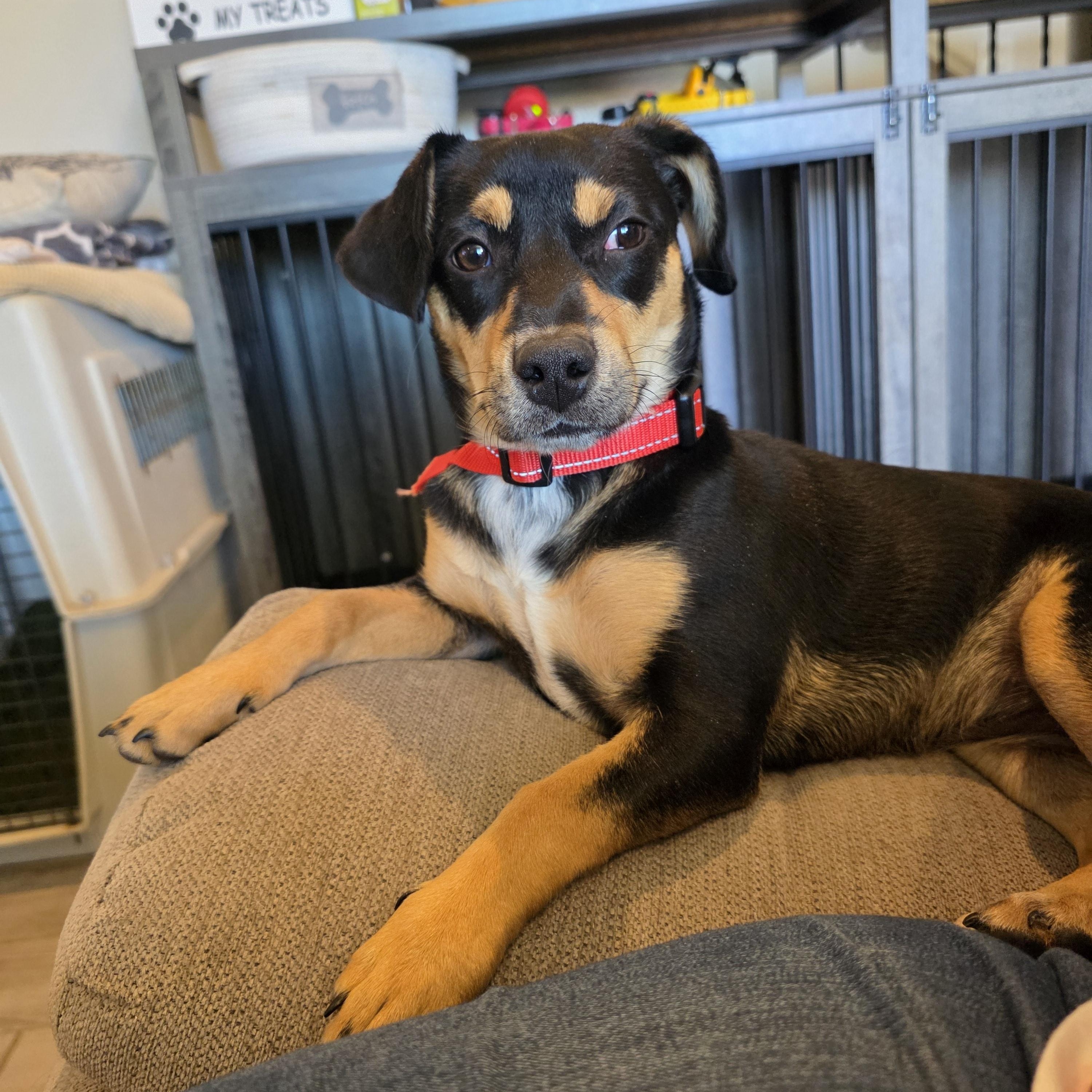 Saffron aka Saffy, a ADOPTABLE mixed breed in Tucson, AZ image 3/5