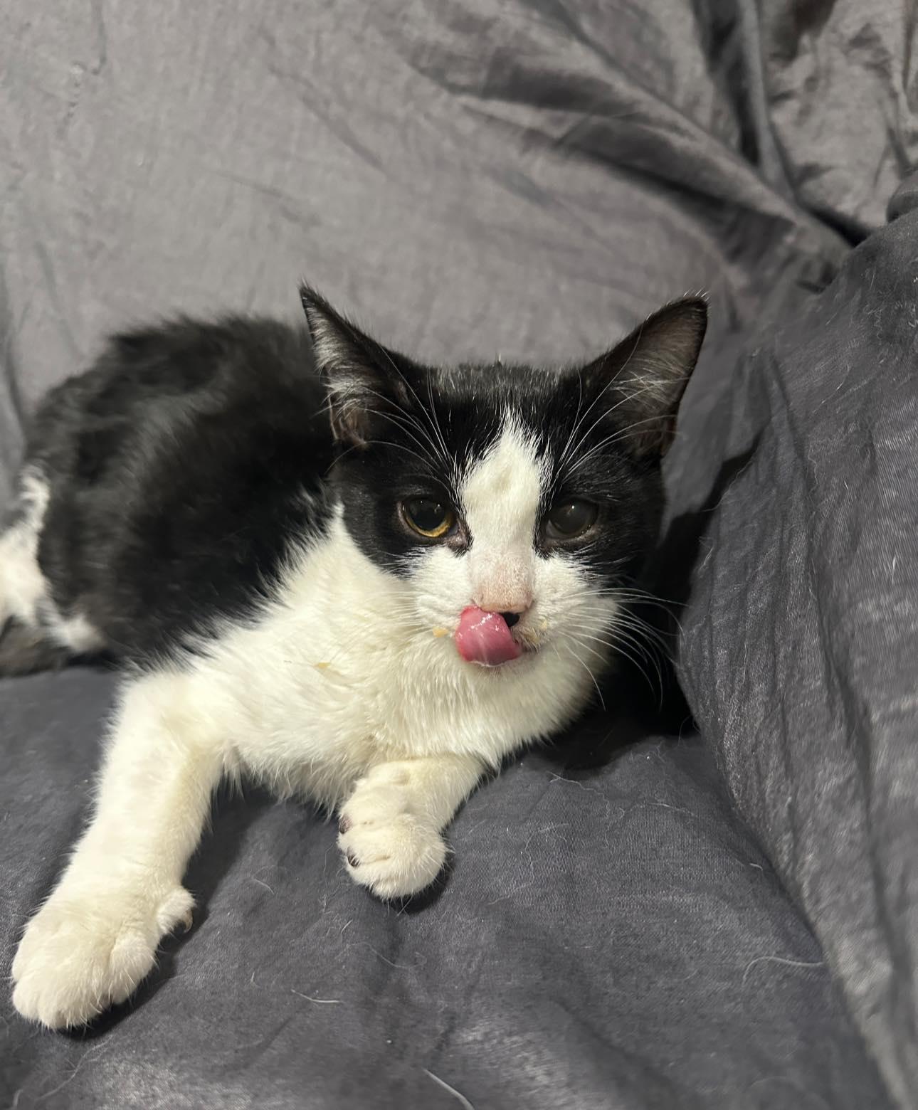 Enlarge Cady, a ADOPTABLE Domestic Short Hair in Tucson, AZ image 1/1