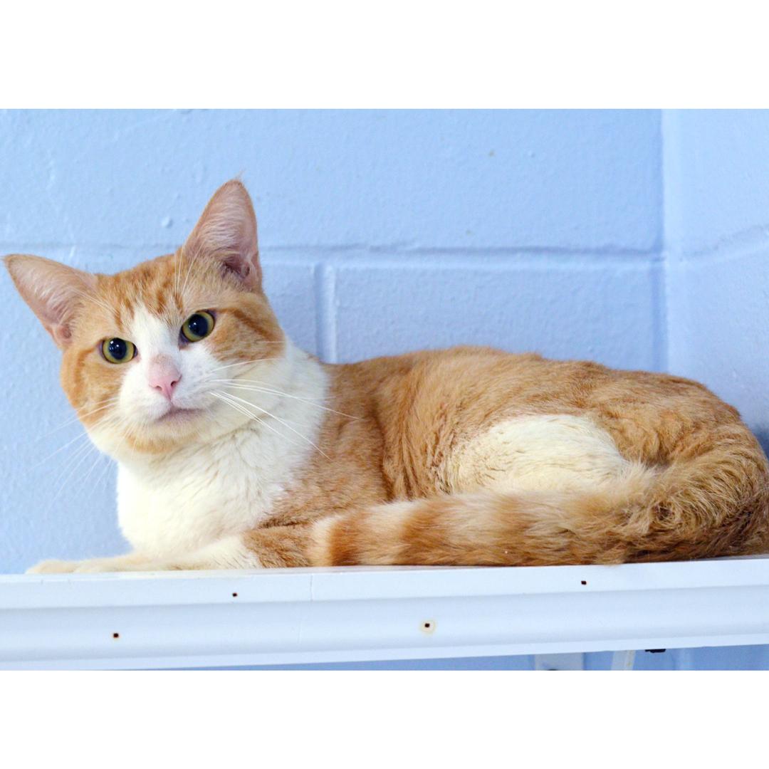 Enlarge Kapau, an adopted mixed breed in Sanford, FL image 2/2