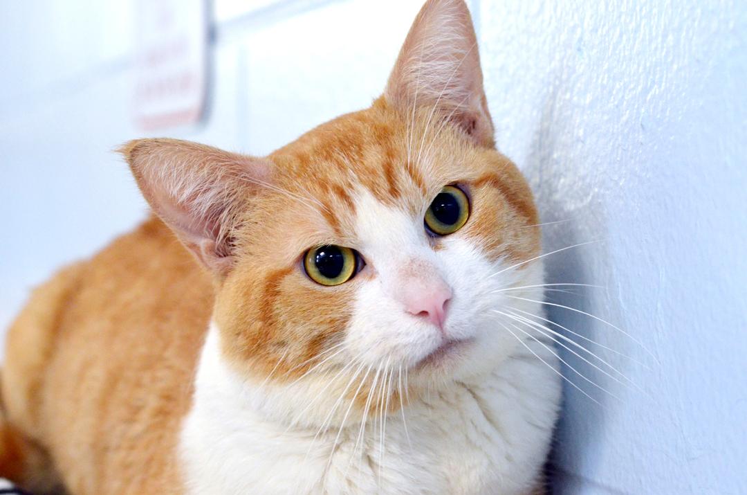 Kapau, adopted, Adult Male Domestic Short Hair & Tiger.